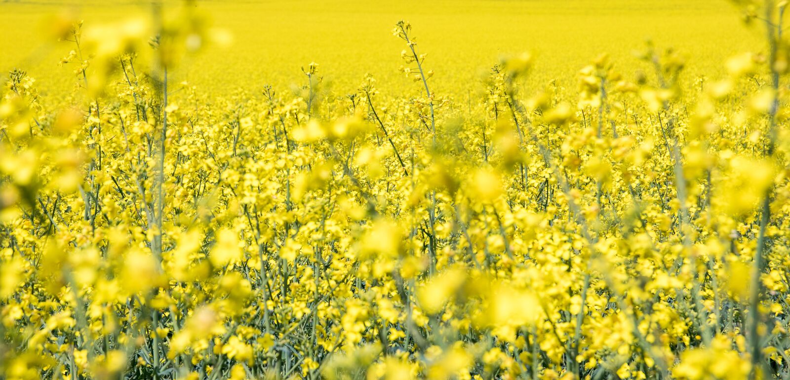 Canon EOS 80D sample photo. Field of rapeseeds, oilseed photography