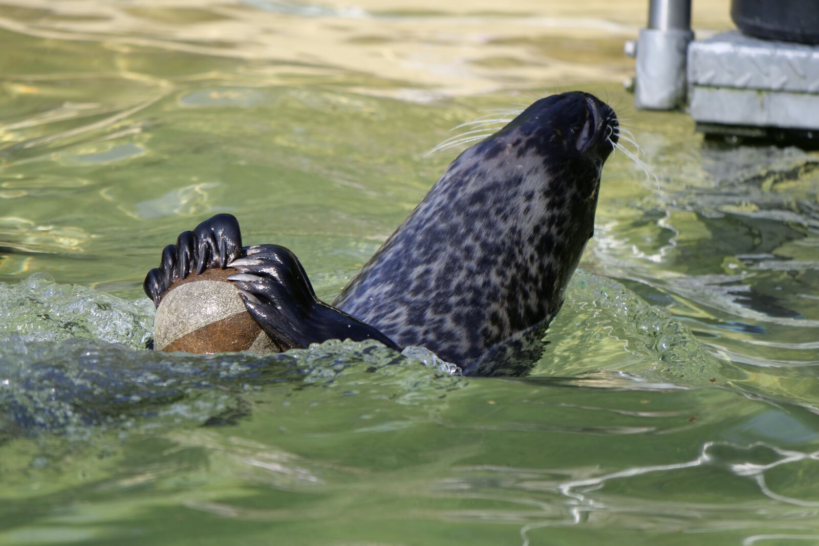 Panasonic Lumix DC-G9 sample photo. Waters, animal world, sea photography