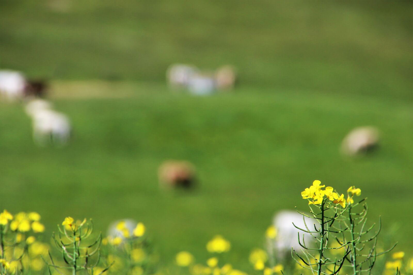 Canon EOS 7D Mark II sample photo. Animals, cows, farm, farm photography