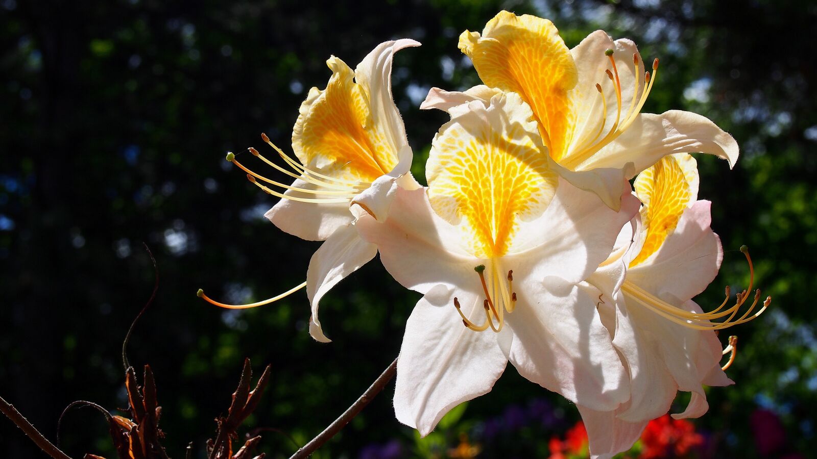 Olympus PEN E-PL6 sample photo. Azalea, blooms, flower photography