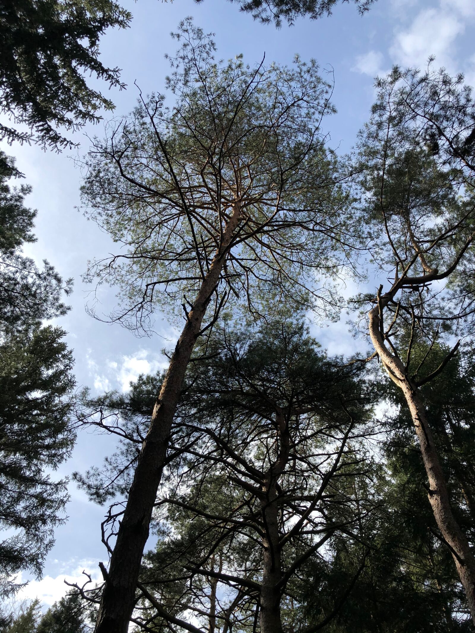 iPhone X back dual camera 4mm f/1.8 sample photo. Forest, sky, landscape photography