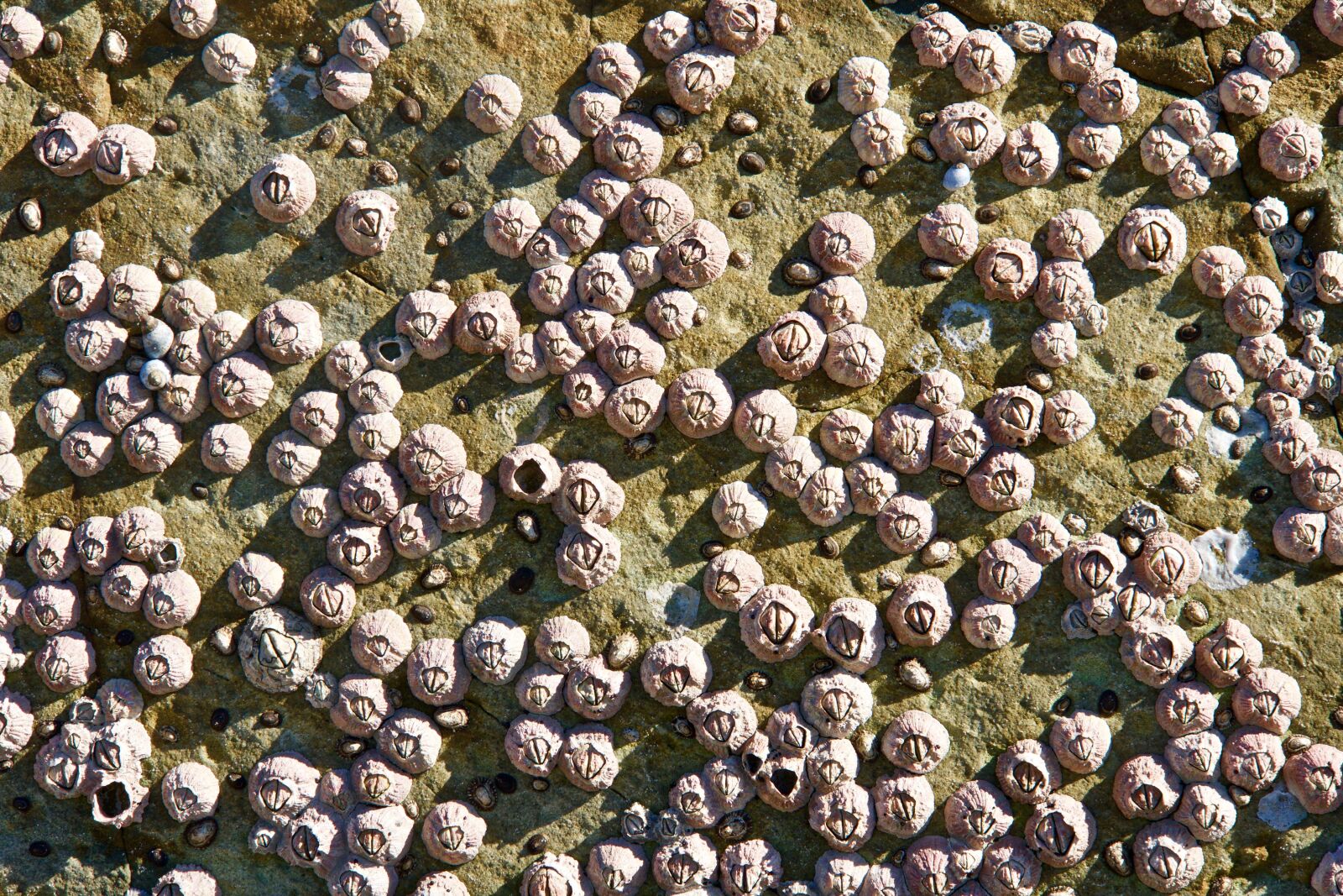 Sony E 18-135mm F3.5-5.6 OSS sample photo. Cockles, marine, pattern photography
