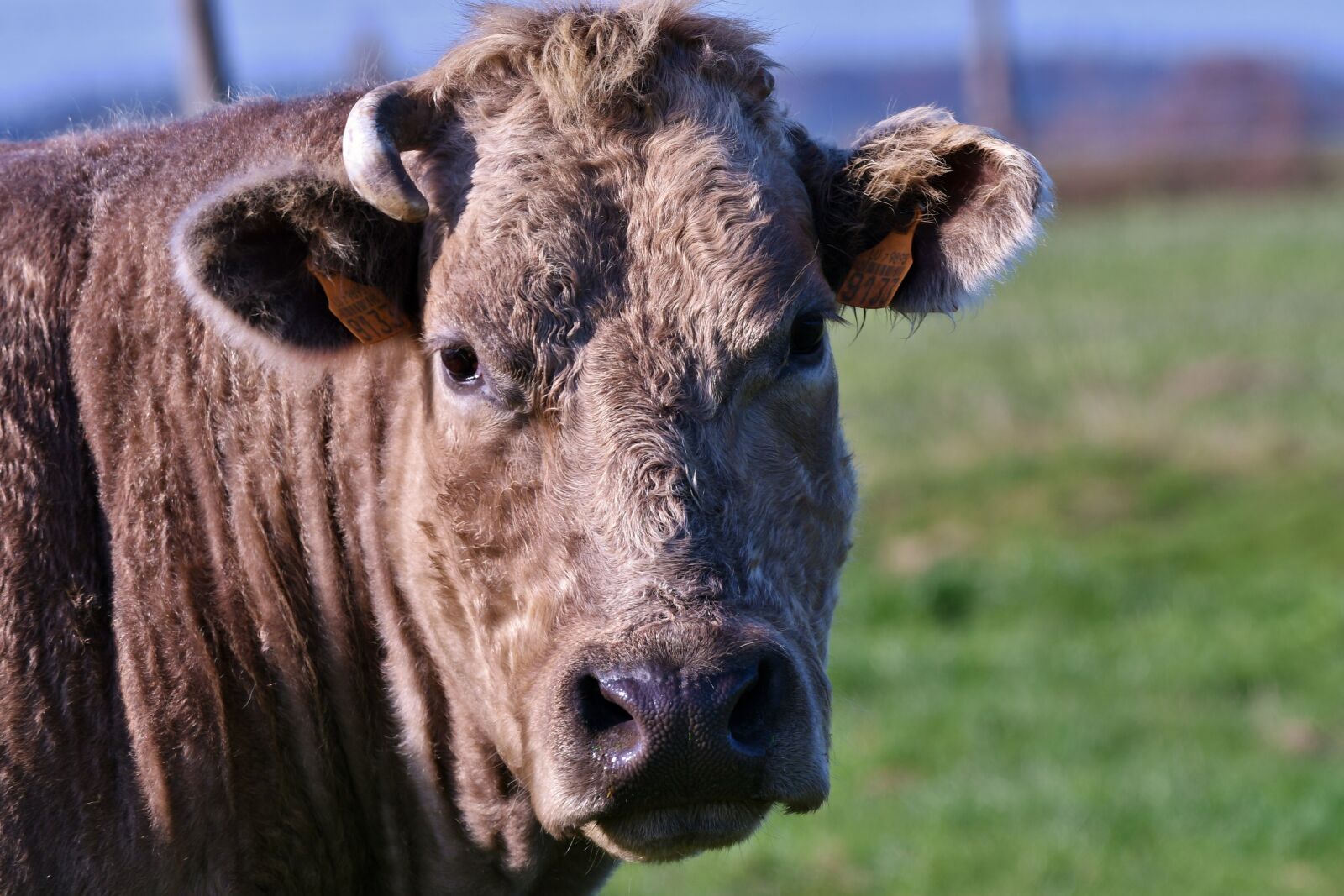 Nikon D500 sample photo. Cow, head, horn photography