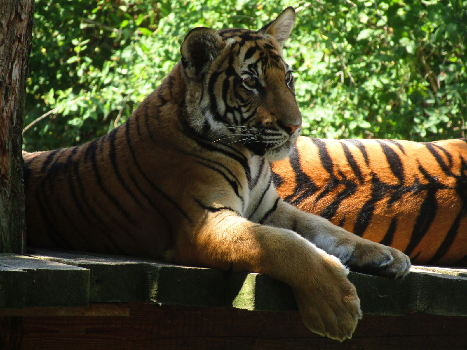 Canon PowerShot SX410 IS sample photo. Tiger, zoo, big tiger photography