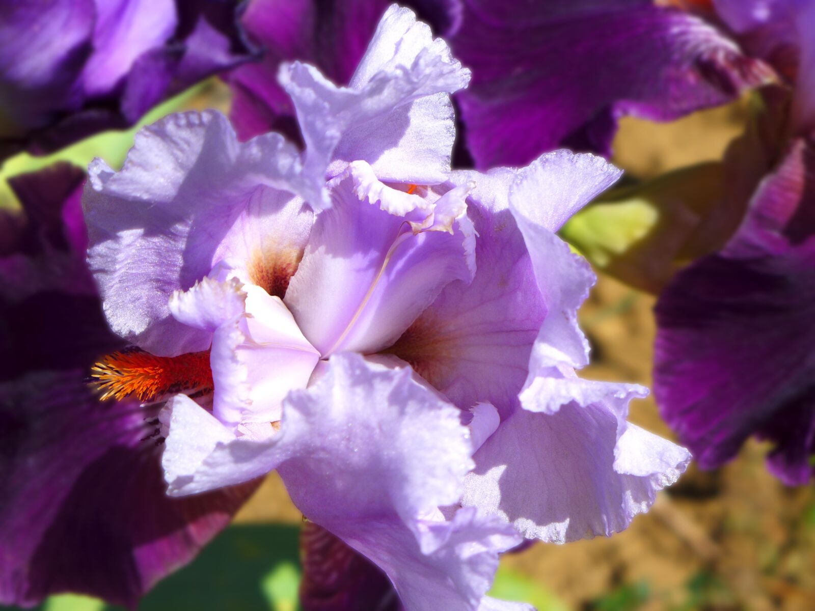 Panasonic Lumix DMC-LX7 sample photo. Iris, flower, violet photography