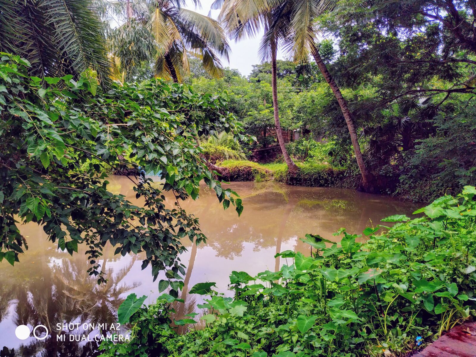 Xiaomi Mi A2 sample photo. Nature, scenery, potrait photography