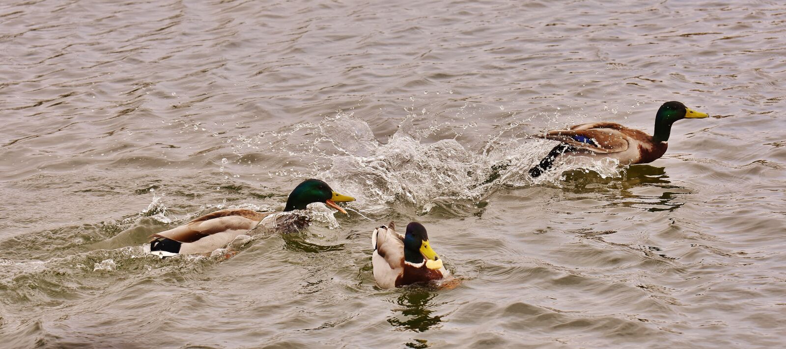 Nikon D7200 sample photo. Chase, ducks, mallards photography