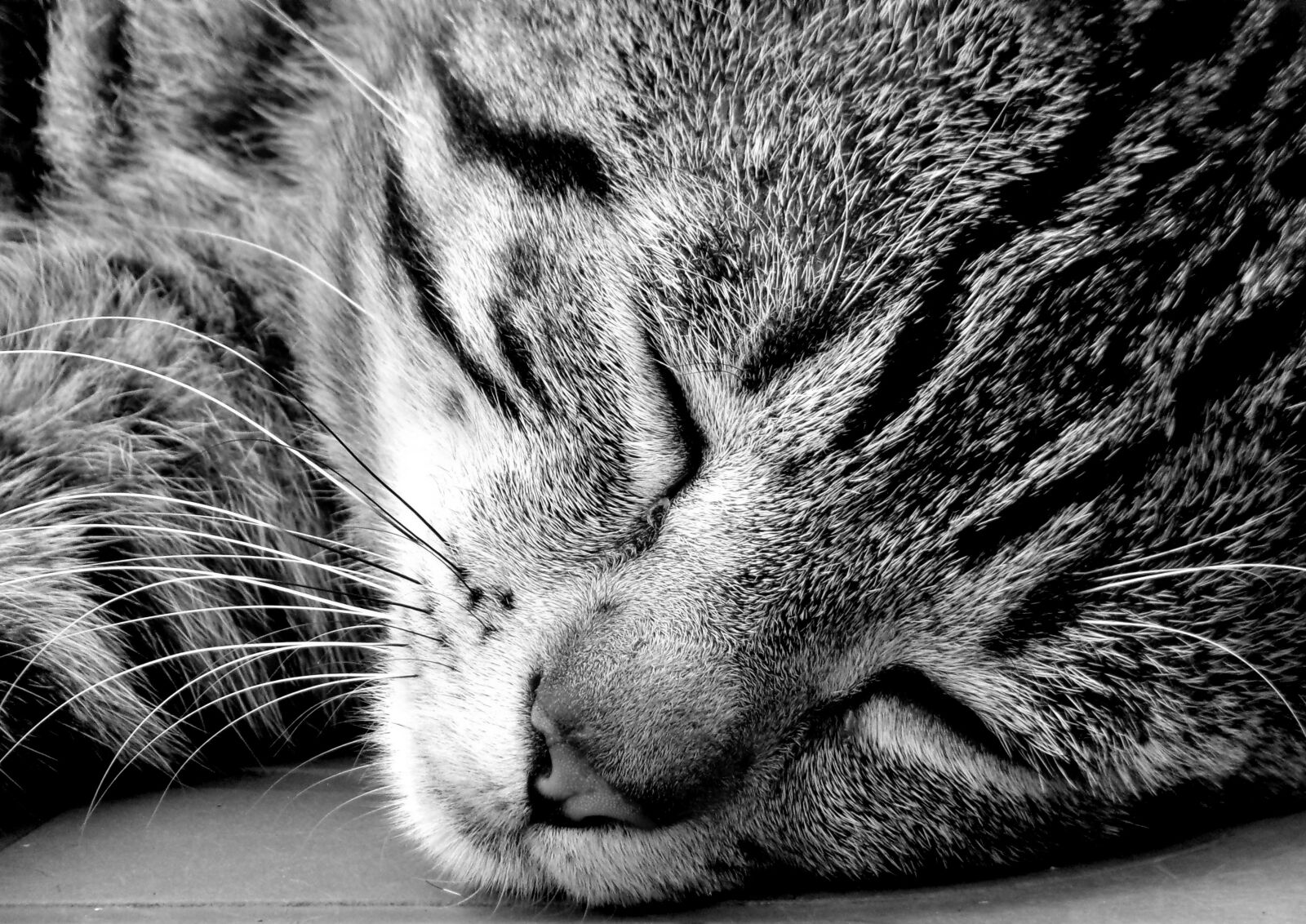 JK KODAK PIXPRO AZ421 sample photo. Cat, sleep, calm photography
