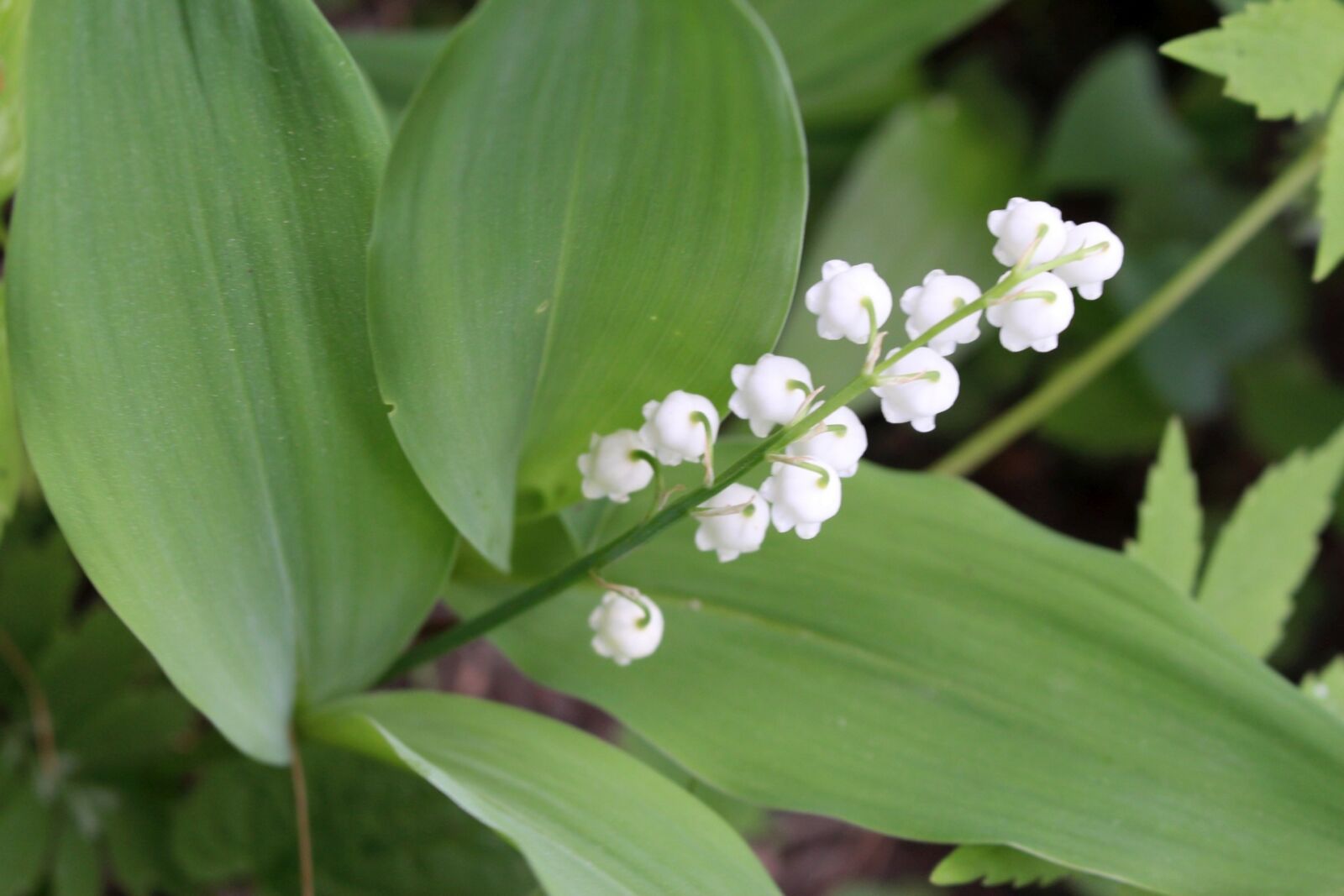 Canon EOS 700D (EOS Rebel T5i / EOS Kiss X7i) sample photo. Plants, flower, lily of photography
