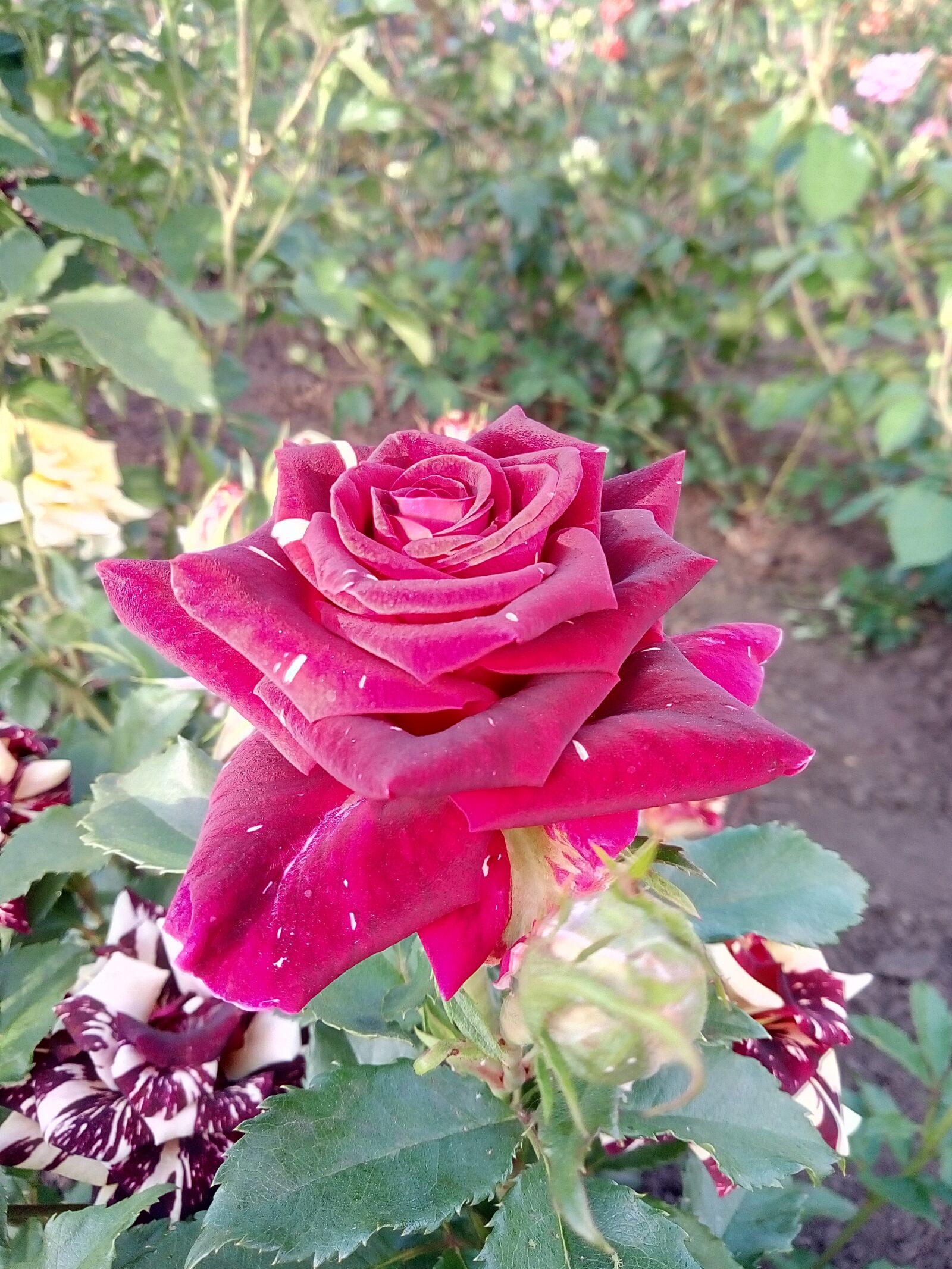 Meizu M5s sample photo. роза, цветы, лето photography