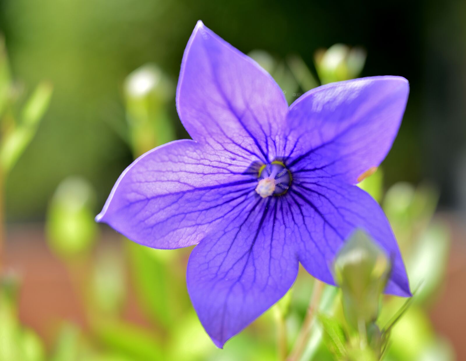Nikon D600 sample photo. Campanula, plant, flower photography