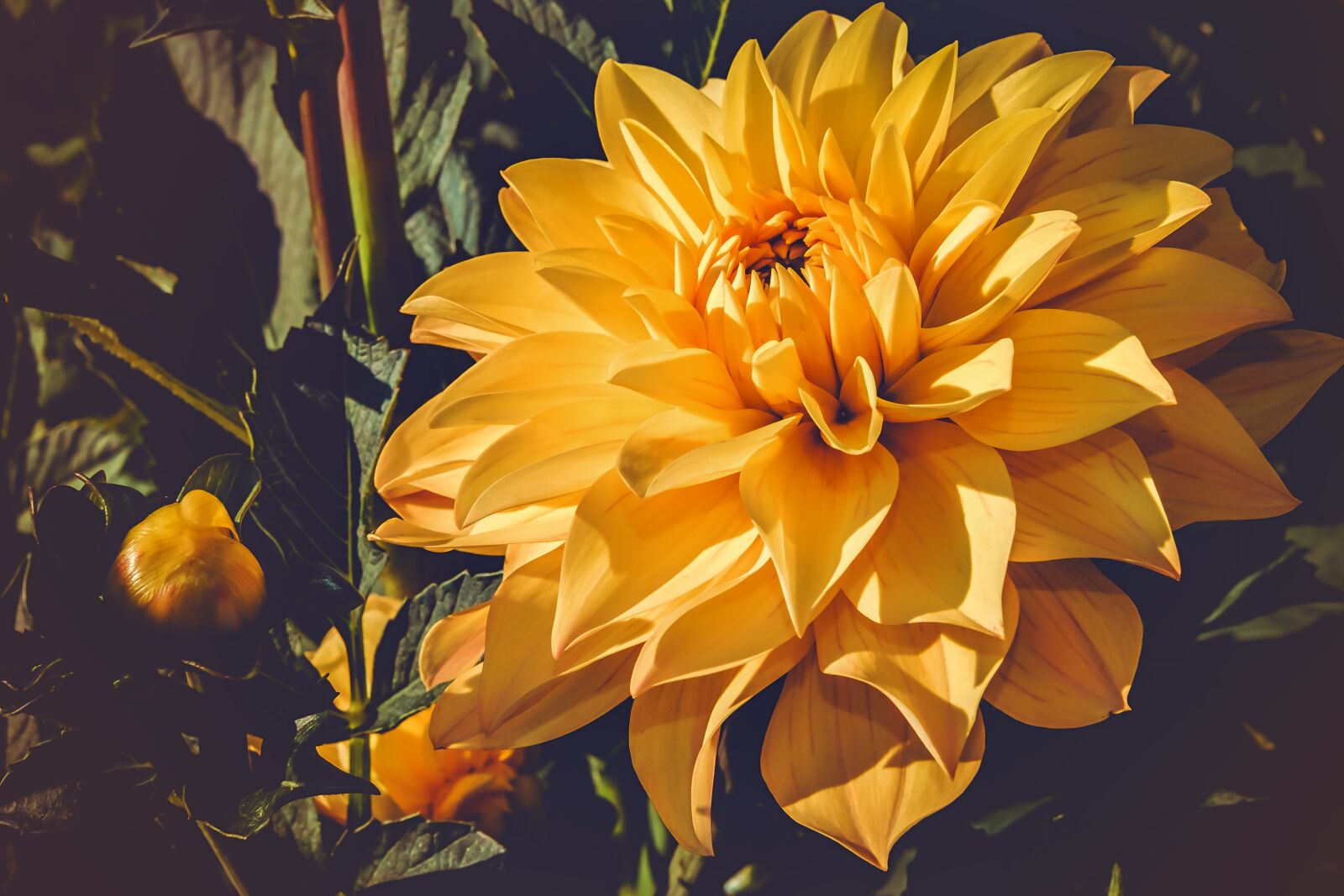 Fujifilm X-T10 + Fujifilm XF 35mm F1.4 R sample photo. Dahlia, flower, blossom photography
