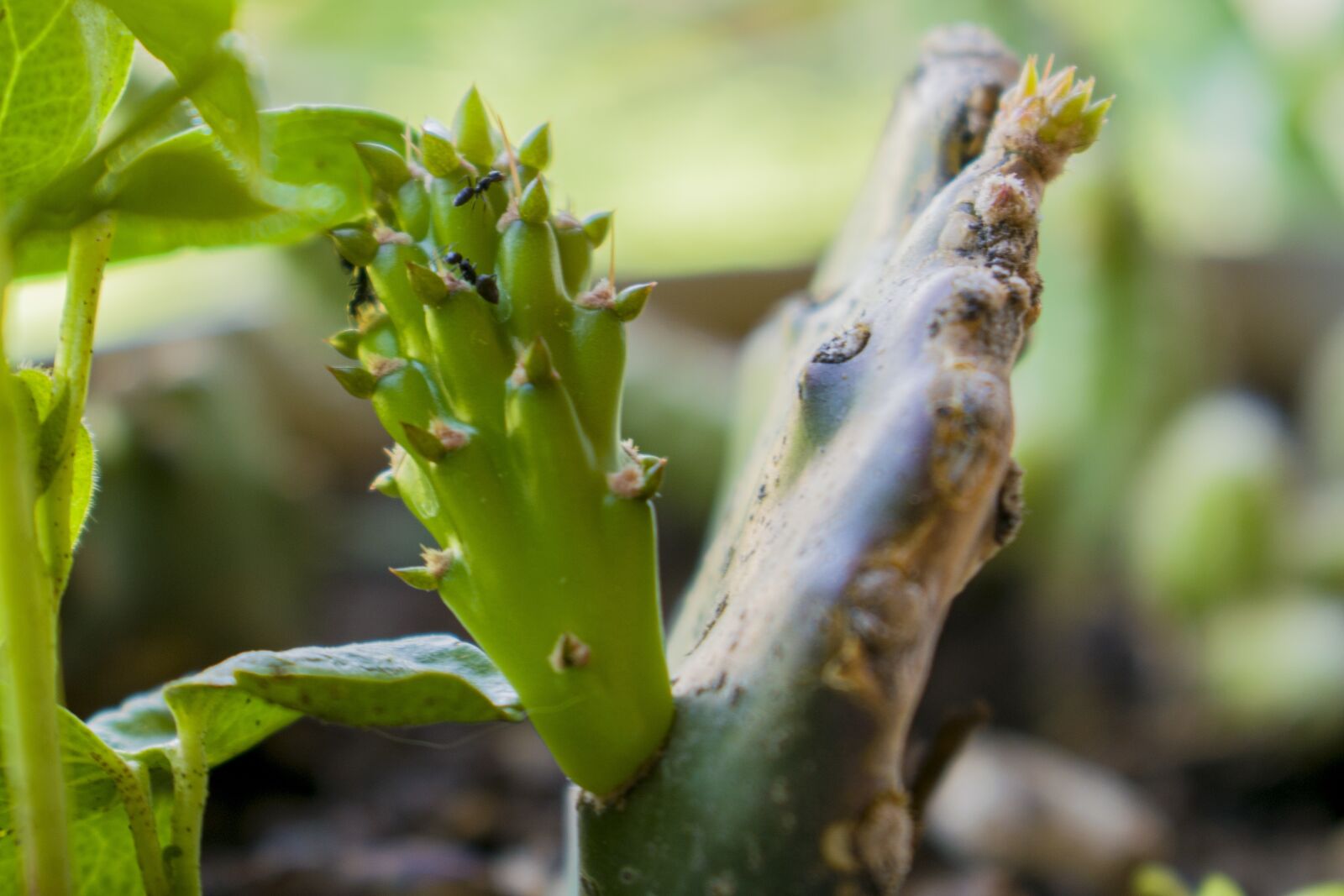 Nikon D3300 sample photo. Small cacti, natural, green photography