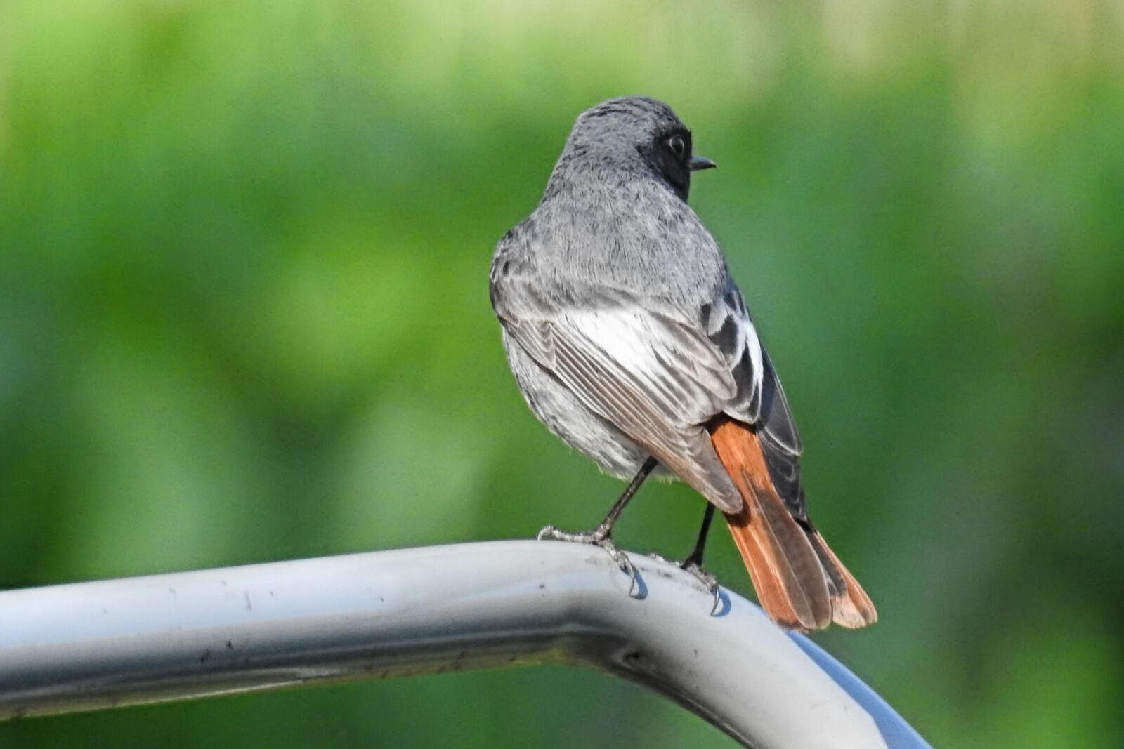 Nikon Coolpix P900 sample photo. Stonechat, songbird, bird photography