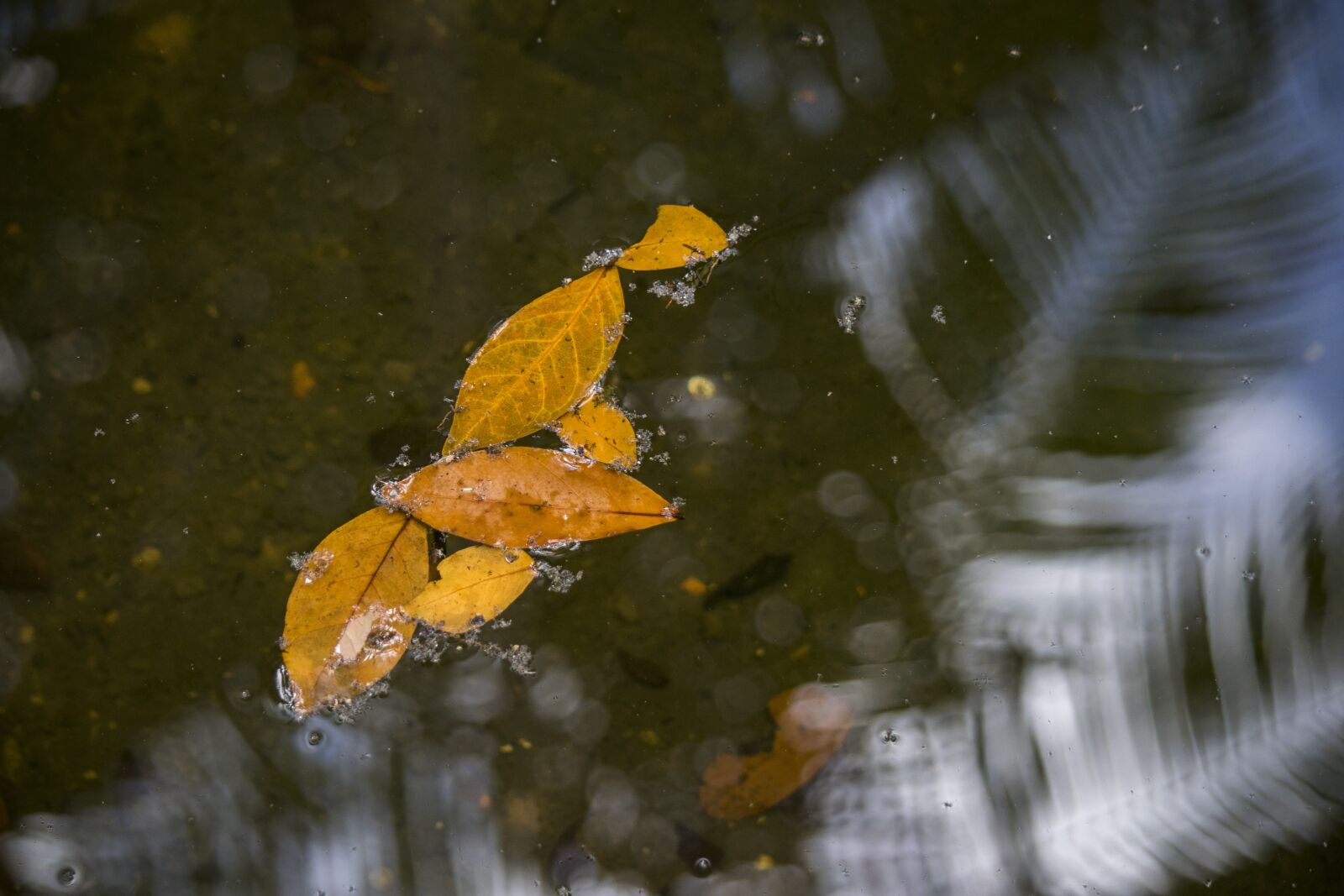 Nikon D5300 sample photo. Leaves, leaf, nature photography