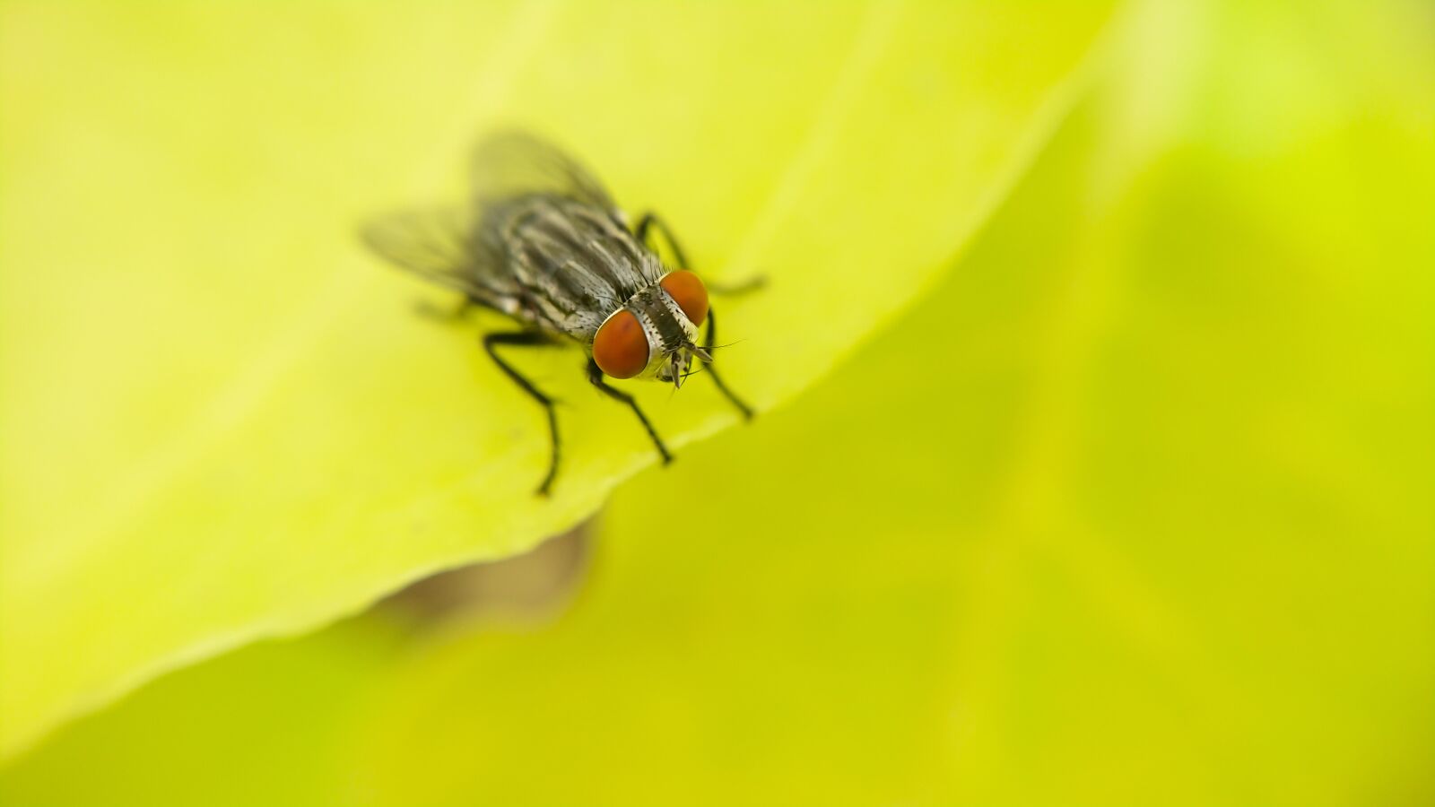 Sony Xperia XZ Premium sample photo. Housefly, insects, fly photography