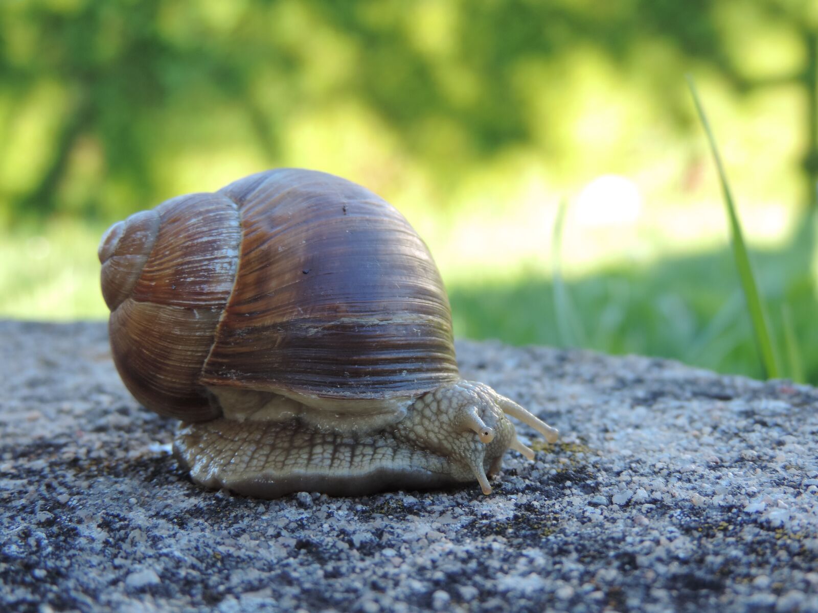 Nikon Coolpix P520 sample photo. Snail, animal, shell photography