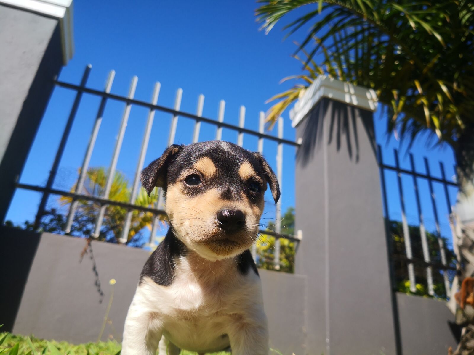HUAWEI Mate 10 Pro sample photo. Puppy, cute, loveable photography