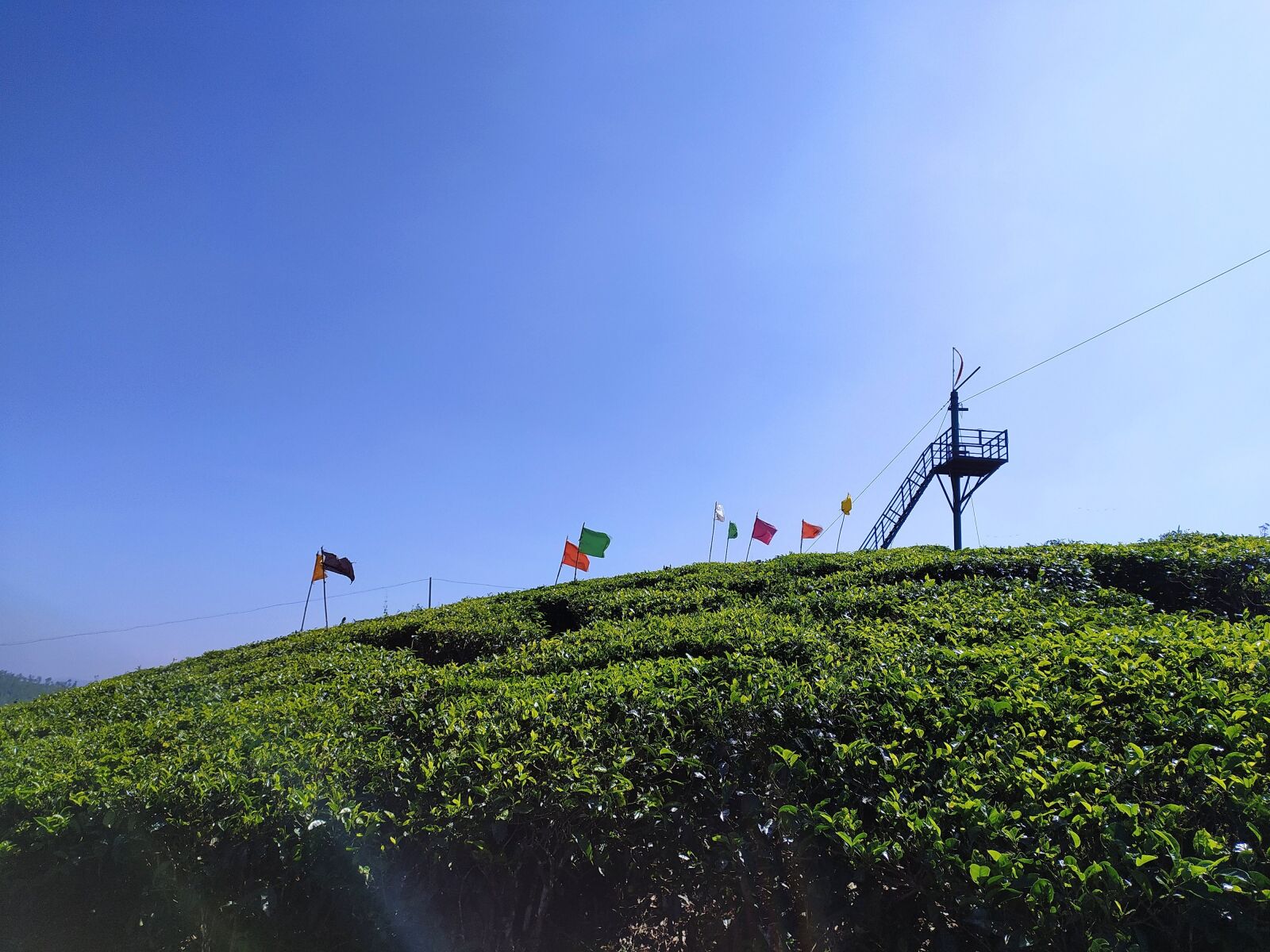 Xiaomi Redmi Note 8 sample photo. Tea garden, nature, munnar photography