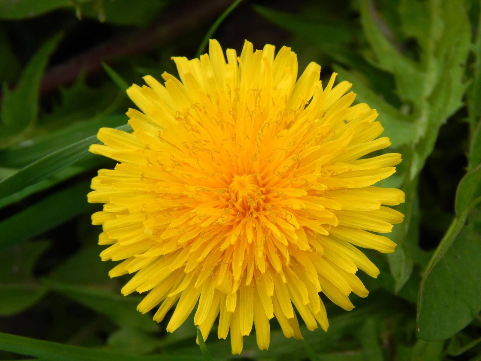 Nikon Coolpix L820 sample photo. Dandelion, flower, nature photography