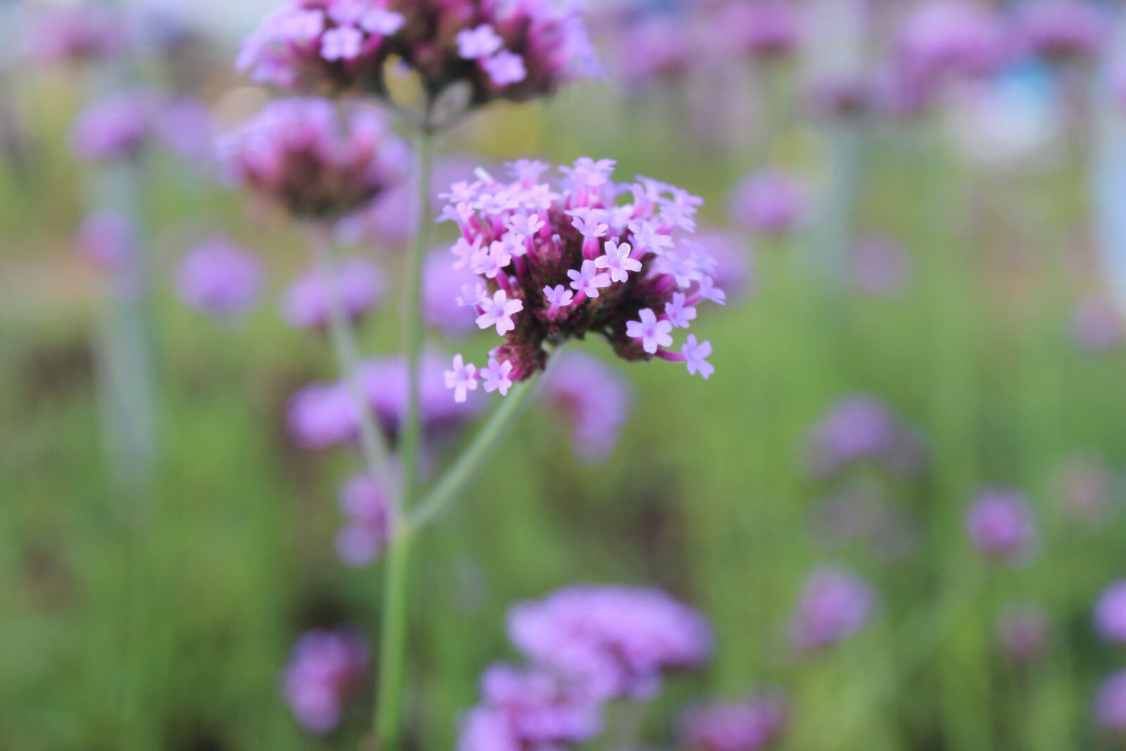 Canon EOS 600D (Rebel EOS T3i / EOS Kiss X5) sample photo. Purple flowers, flowers, flower photography