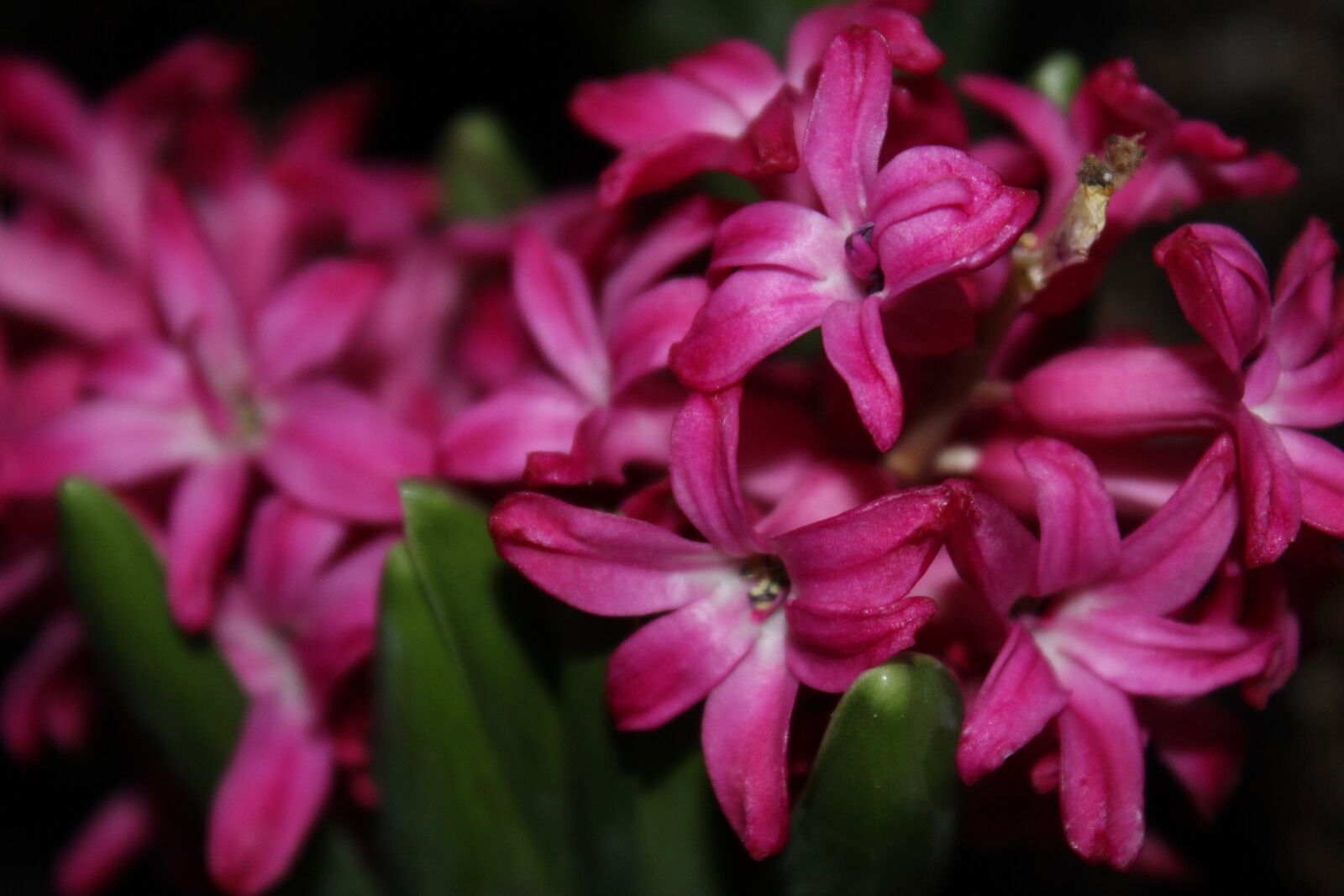 Canon EOS 1200D (EOS Rebel T5 / EOS Kiss X70 / EOS Hi) sample photo. Hyacinths, flowers, spring photography