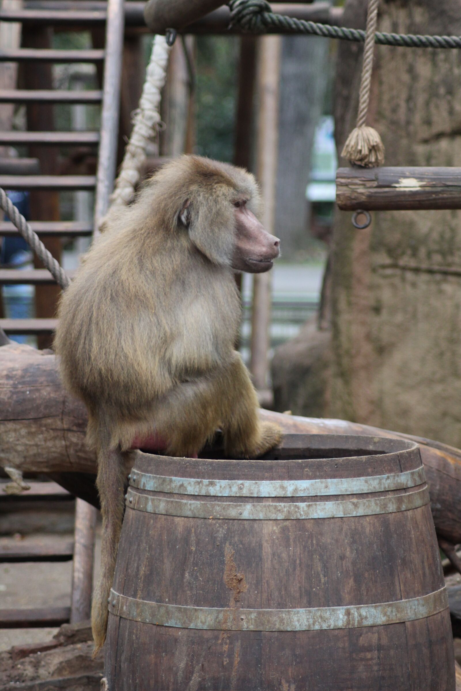 Canon EOS 700D (EOS Rebel T5i / EOS Kiss X7i) sample photo. Monkey, hamadryas, baboon photography