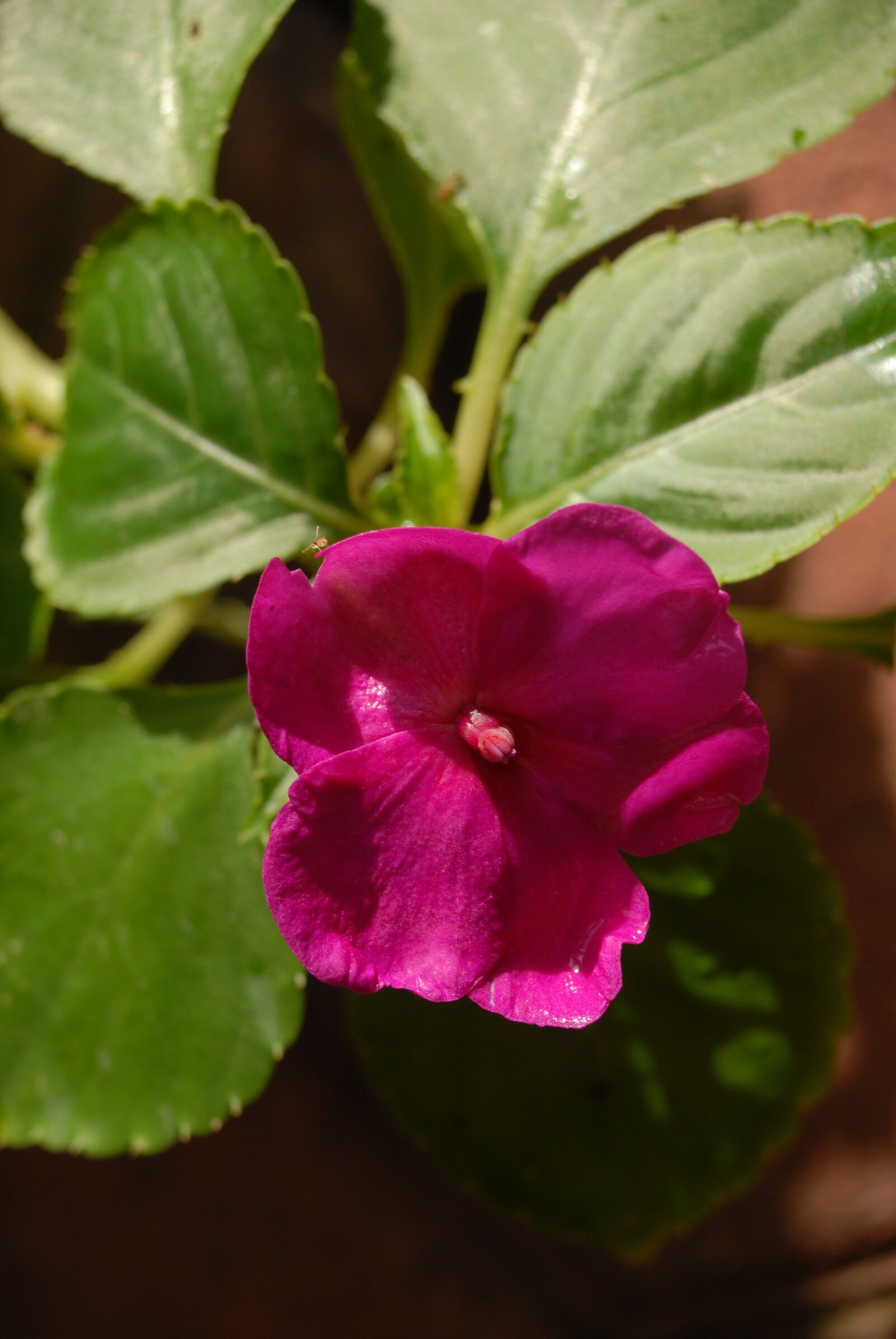 Nikon D200 sample photo. Purple flower, flowers, regional photography