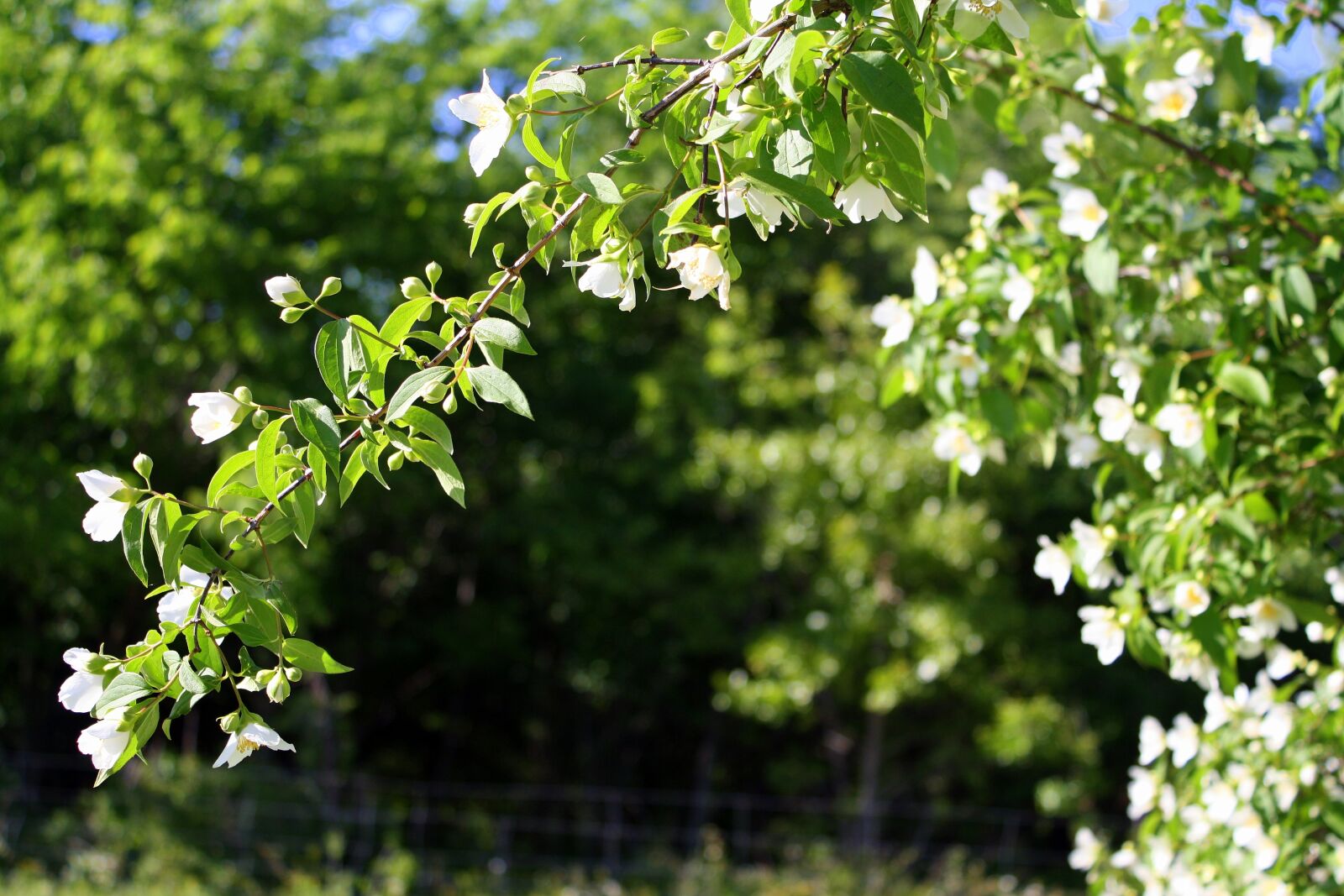 Canon EOS 1000D (EOS Digital Rebel XS / EOS Kiss F) sample photo. Floral, shrub, greenery photography
