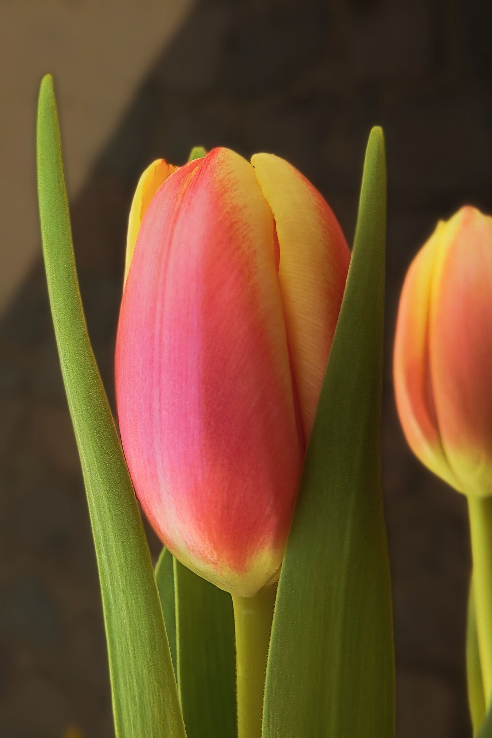 Fujifilm FinePix SL1000 sample photo. Spring, tulips, flowers photography