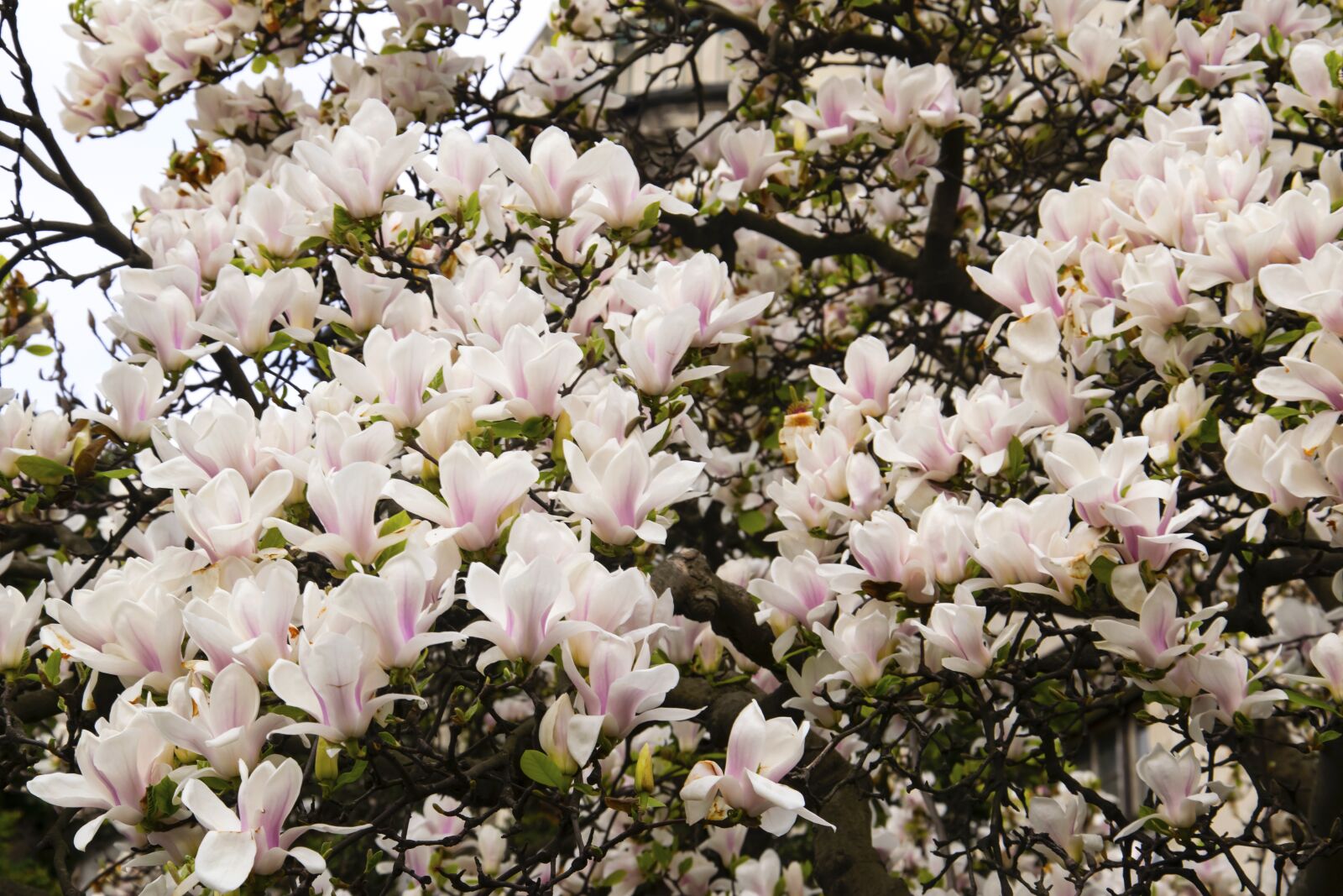 Nikon D5300 sample photo. Flowers, little flowers, floral photography