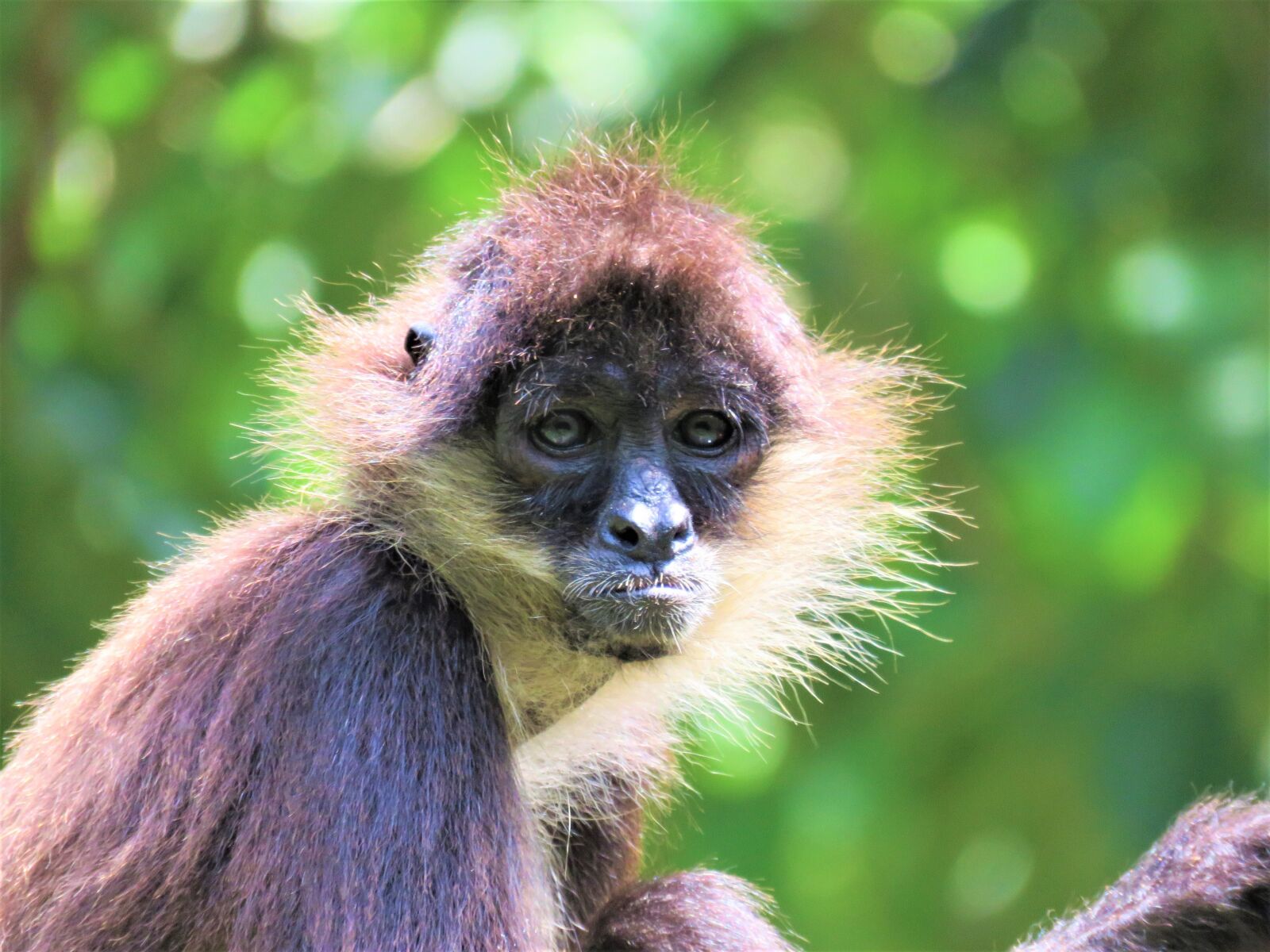 Canon PowerShot SX60 HS sample photo. Spider monkey, monkey, primate photography