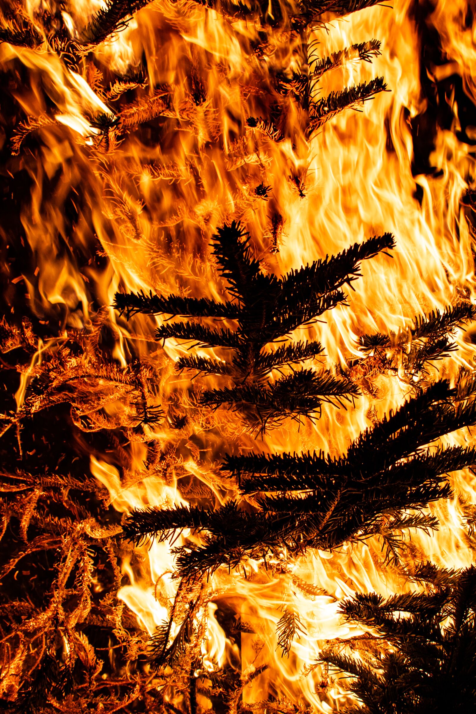 Nikon D5300 sample photo. Fire, flame, close up photography