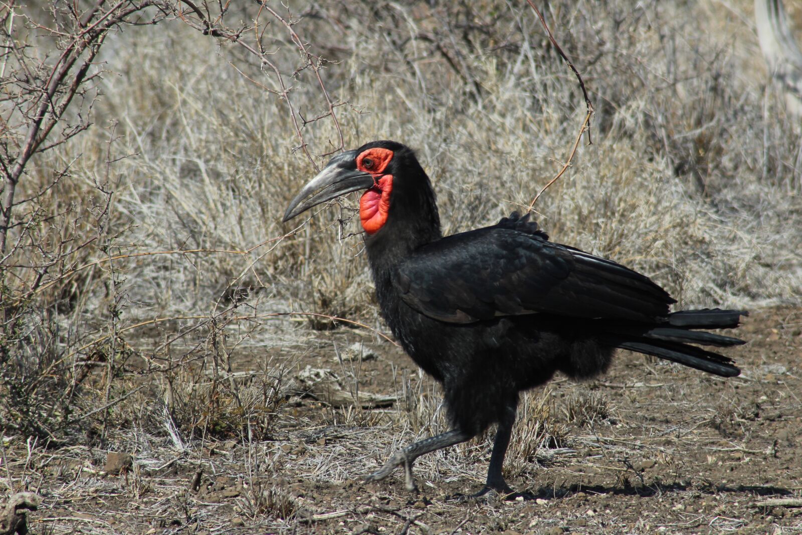 Canon EOS 1200D (EOS Rebel T5 / EOS Kiss X70 / EOS Hi) sample photo. Turkey, bird, thanksgiving photography