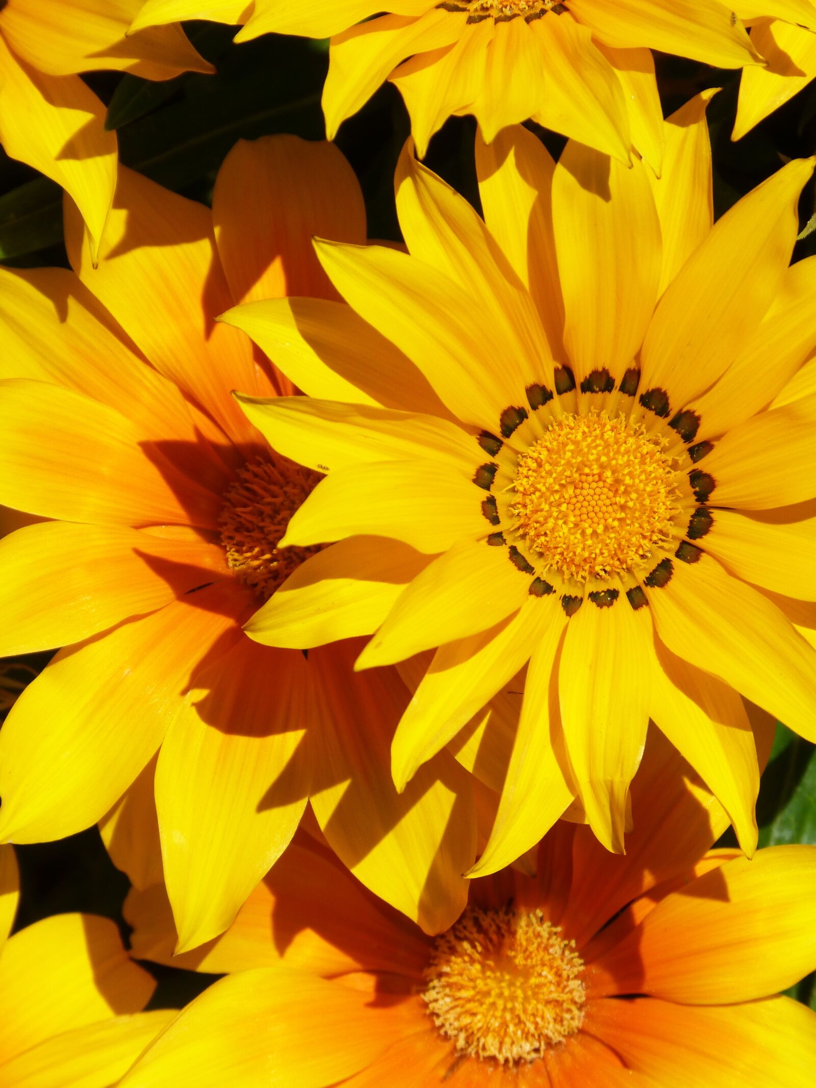 Panasonic DMC-FZ62 sample photo. Flower, yellow, background photography