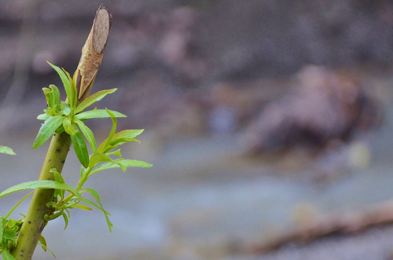 Nikon D7000 sample photo. Branch, leaf, nature photography