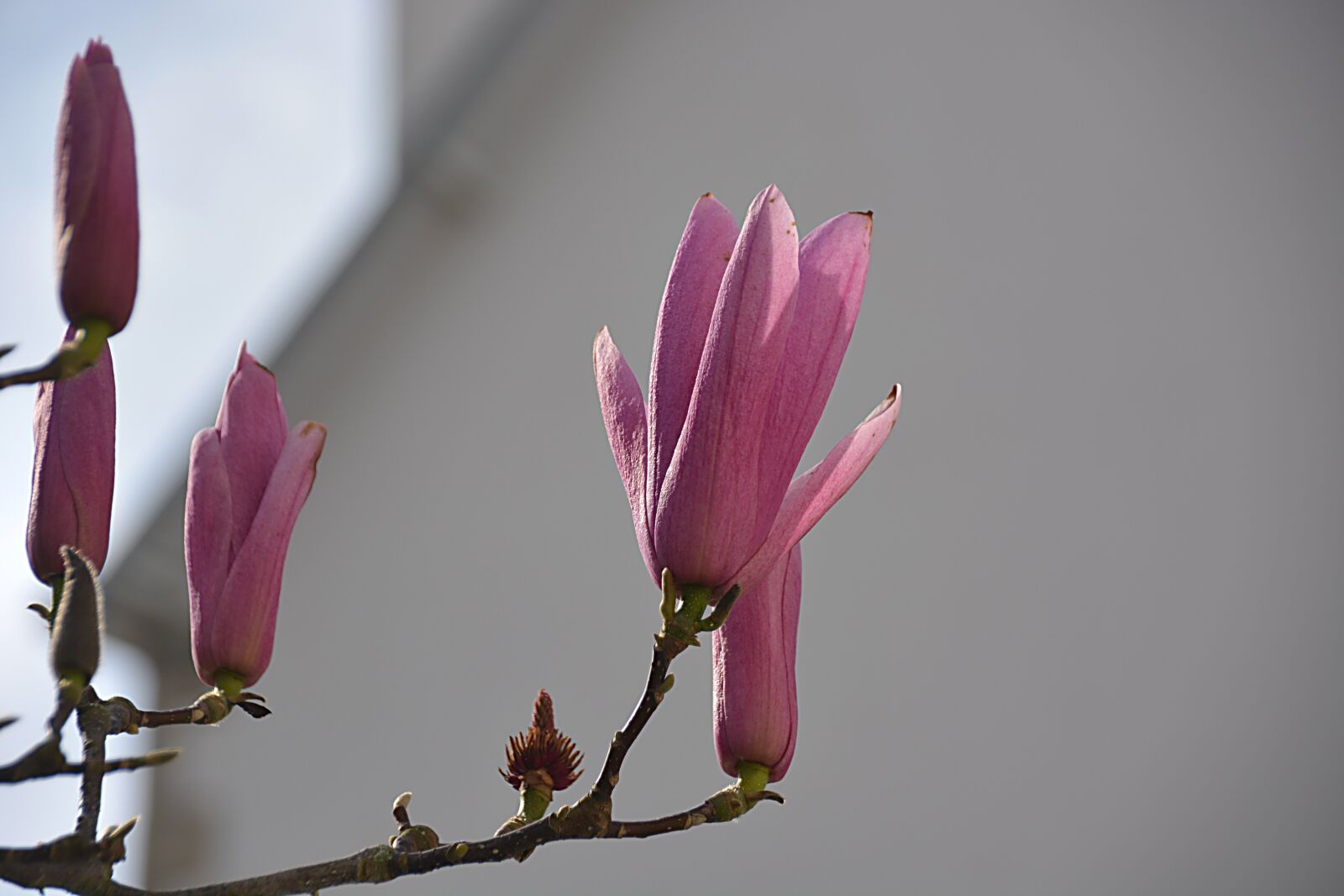 Nikon D5200 sample photo. Magnolias, flowers, spring photography