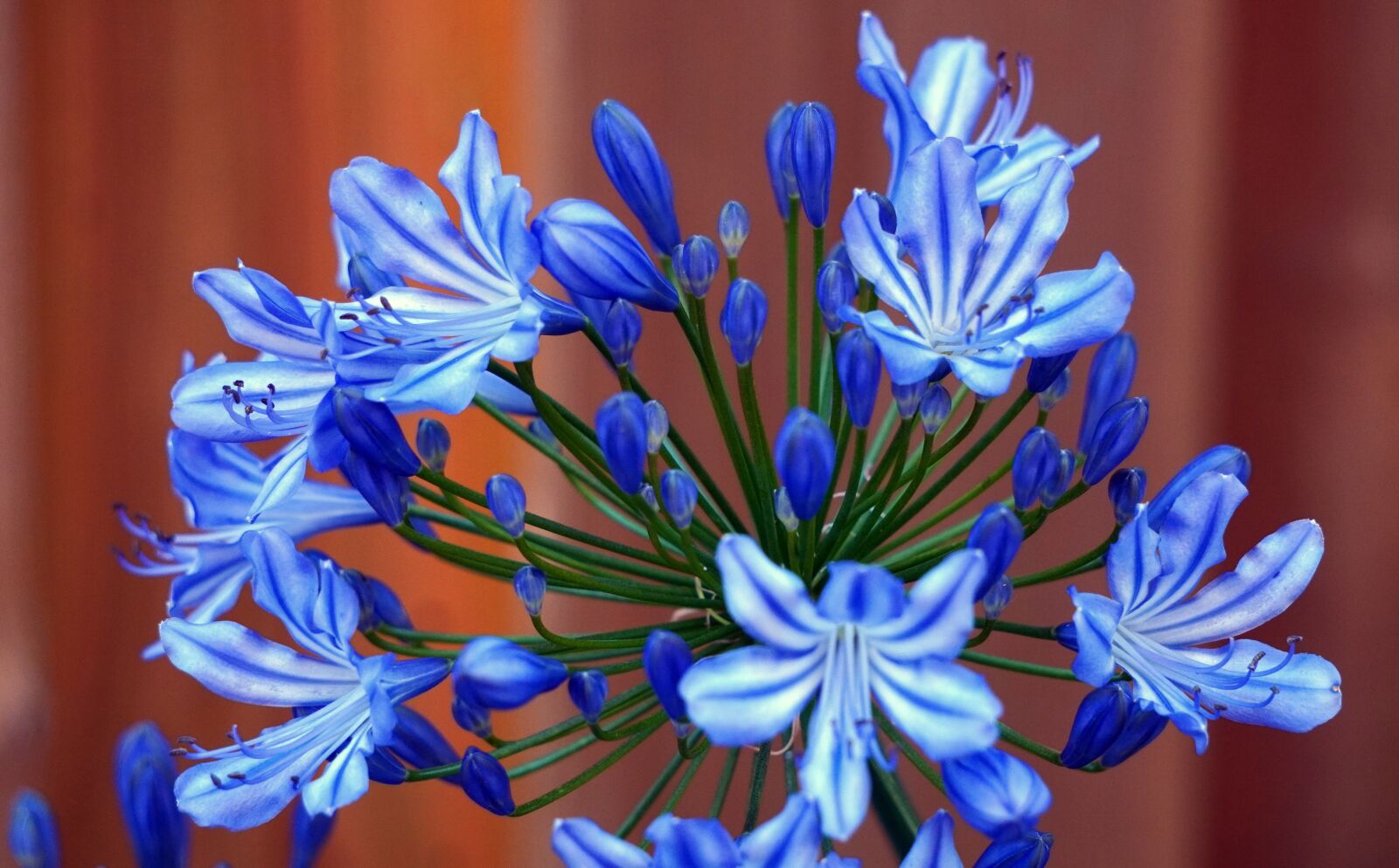 Sony E 55-210mm F4.5-6.3 OSS sample photo. Agapanthus, blossom, bloom photography
