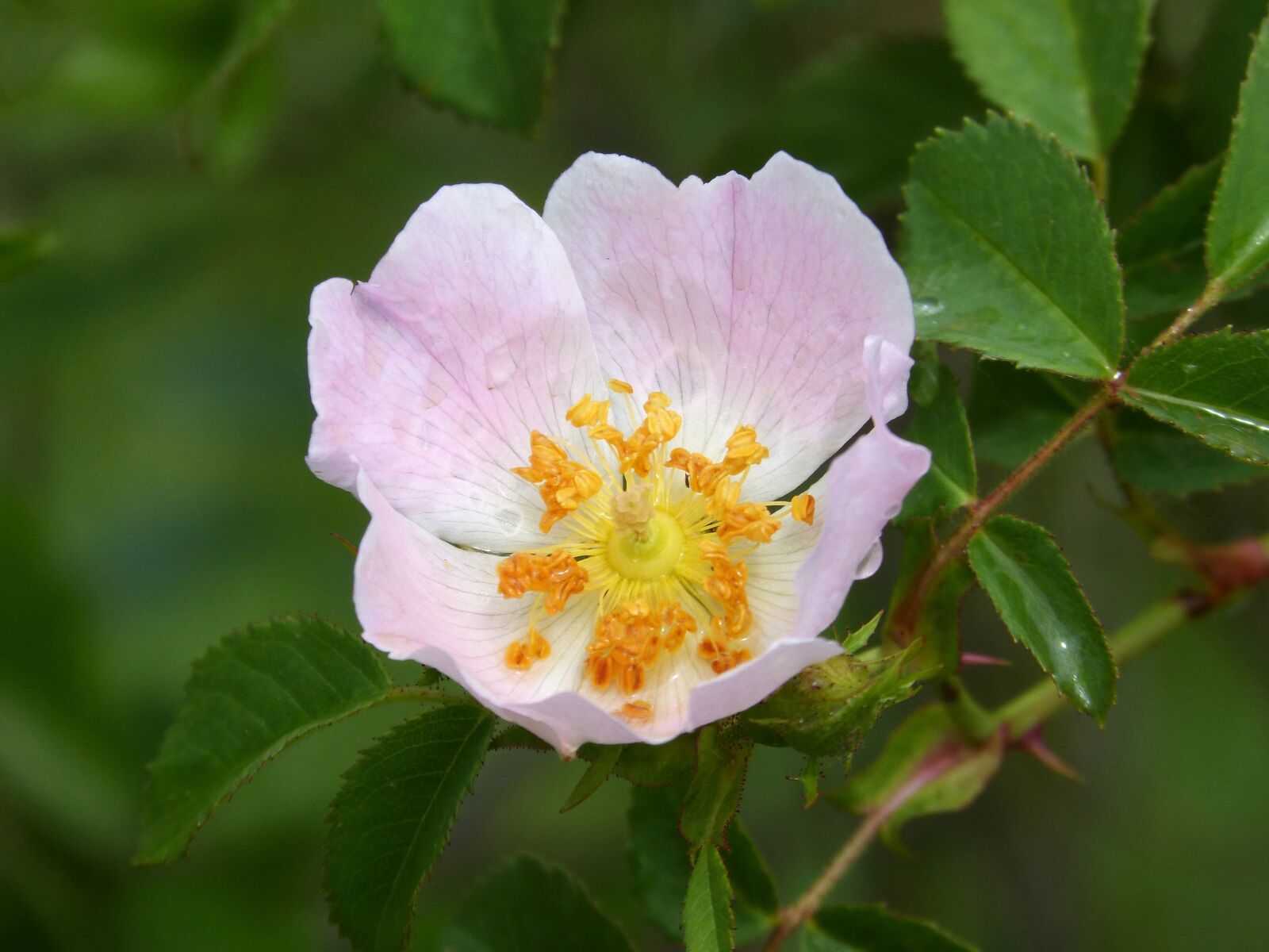 Panasonic DMC-FZ62 sample photo. Rosa canina, wild rose photography