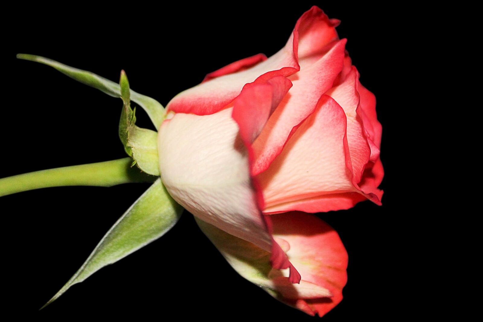 Canon EOS 1100D (EOS Rebel T3 / EOS Kiss X50) sample photo. Rose, blossom, bloom photography