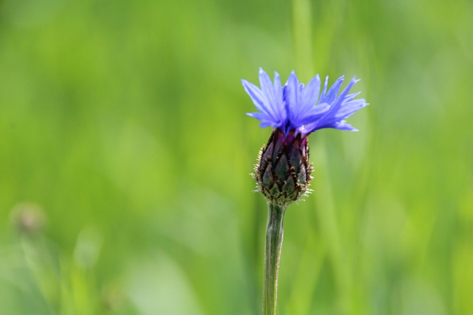 Canon EOS 1200D (EOS Rebel T5 / EOS Kiss X70 / EOS Hi) sample photo. Cornflower, flower, meadow photography