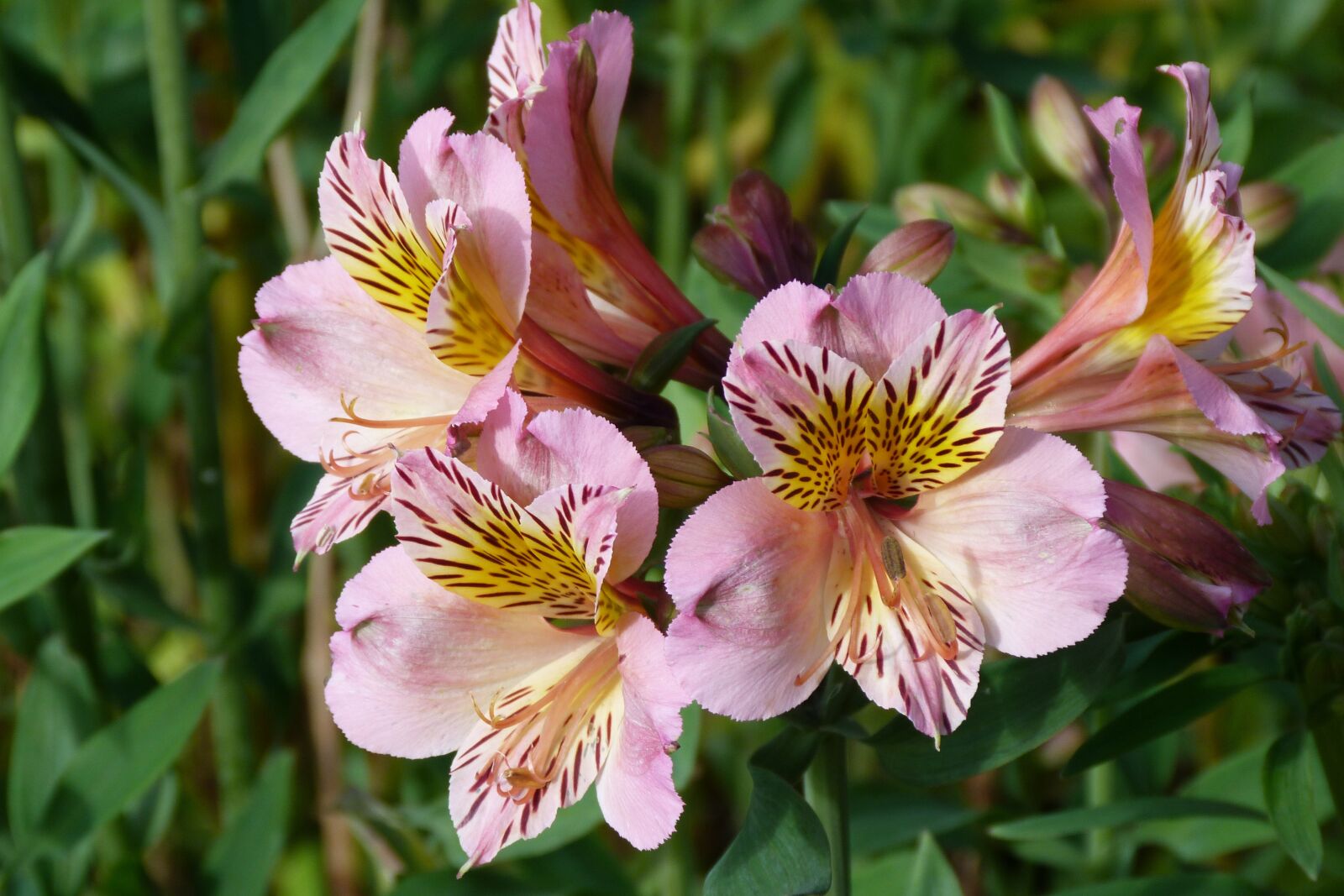 Panasonic Lumix DMC-FZ40 (Lumix DMC-FZ45) sample photo. Alstromeria, peruvian lilly, nature photography