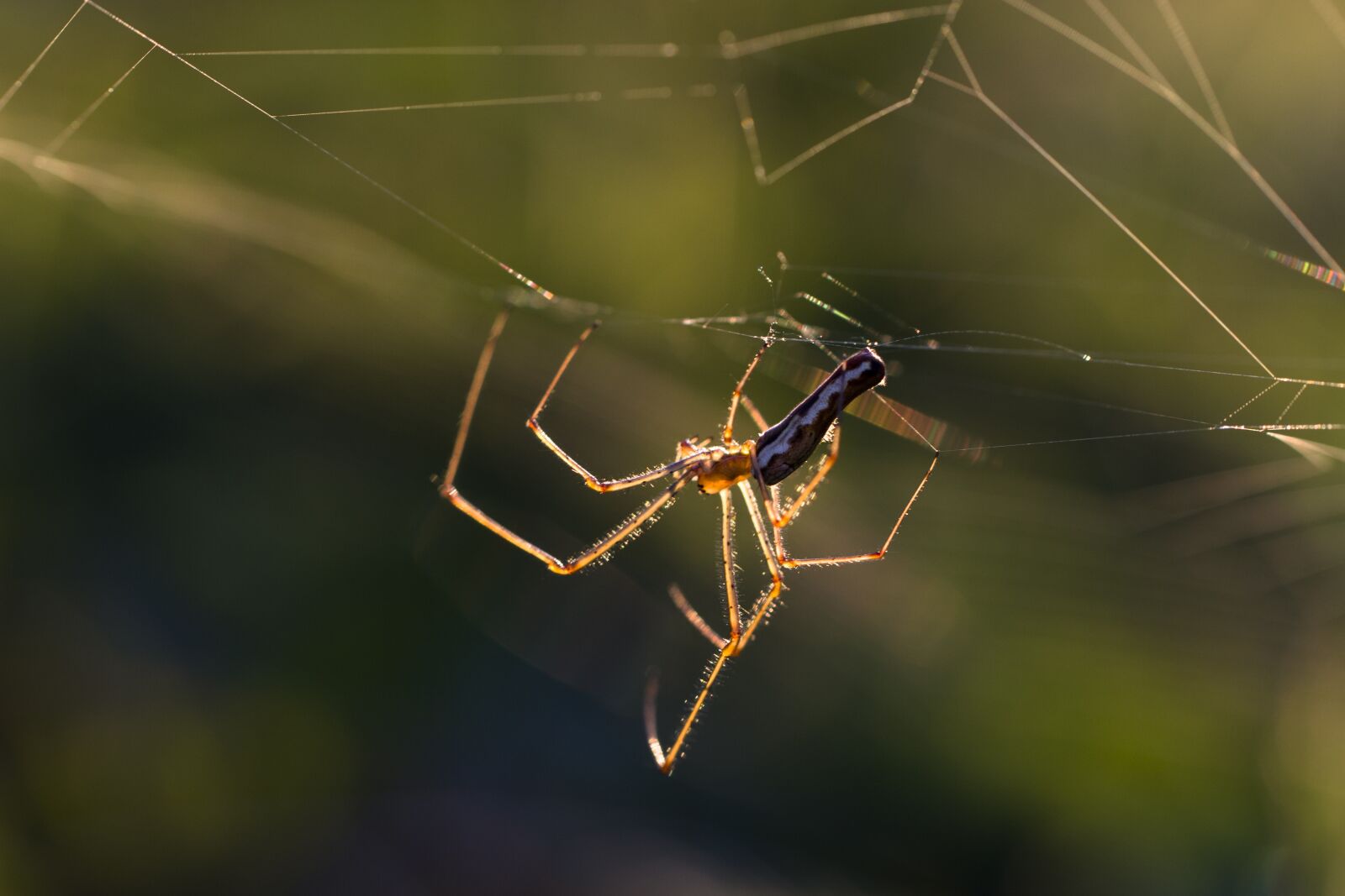 Tamron SP AF 60mm F2 Di II LD IF Macro sample photo. Spider, cobweb, cobwebs photography
