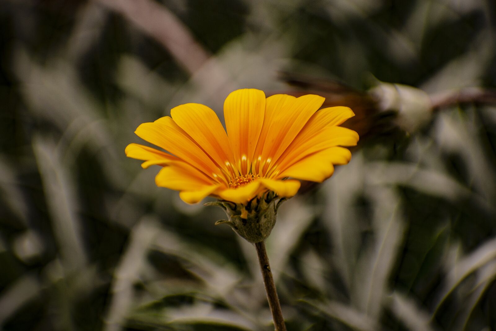 Nikon D600 sample photo. Flower, nature, spring photography