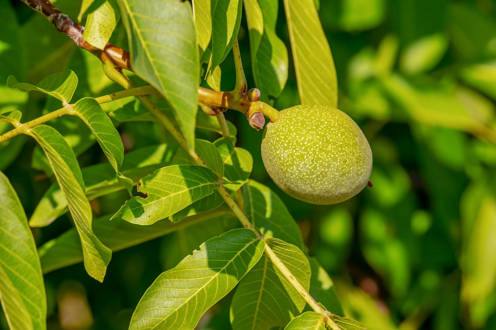 Fujifilm XF 55-200mm F3.5-4.8 R LM OIS sample photo. Walnut, fruit, immature photography