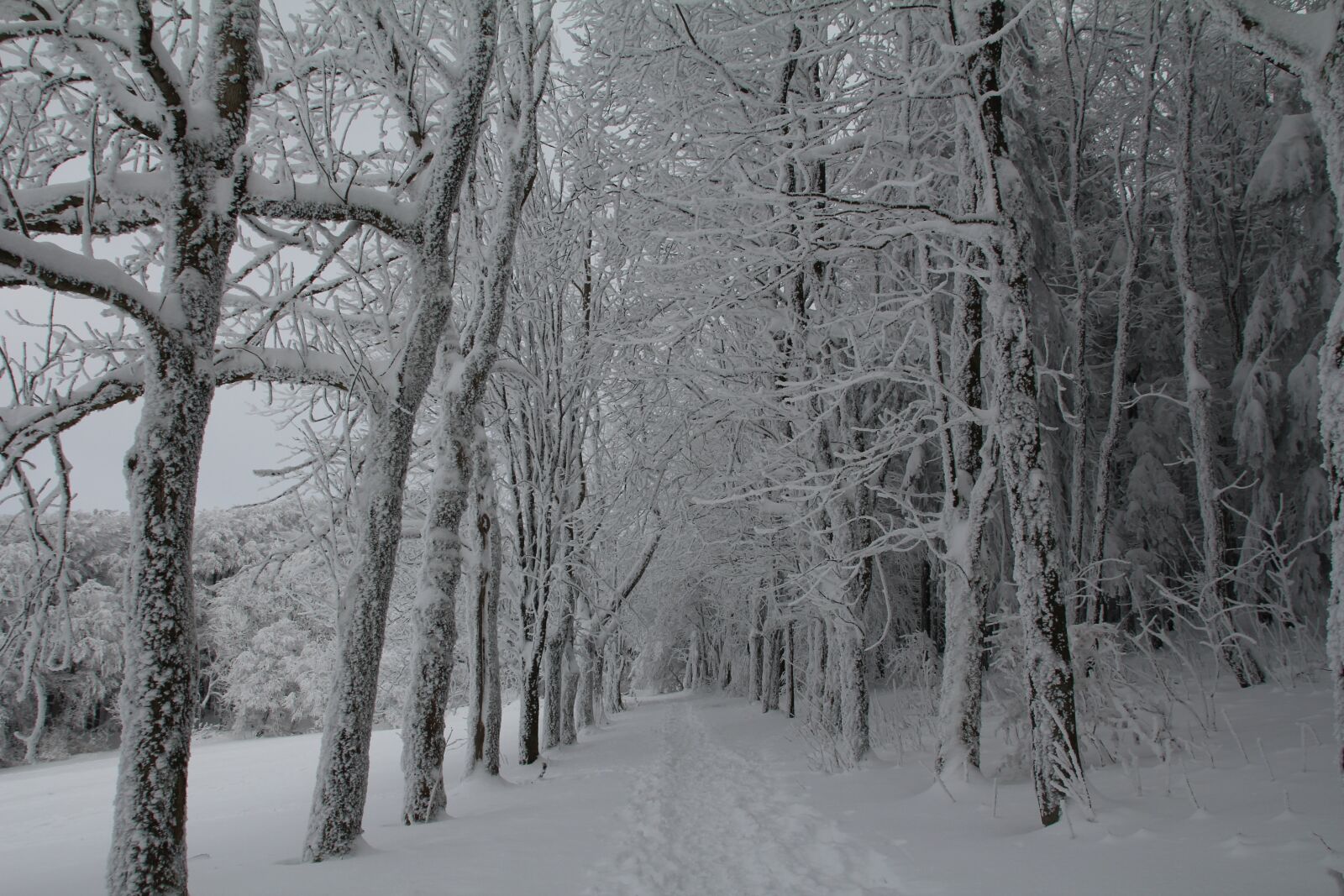 Canon EOS 550D (EOS Rebel T2i / EOS Kiss X4) sample photo. Winter, snow, winter forest photography