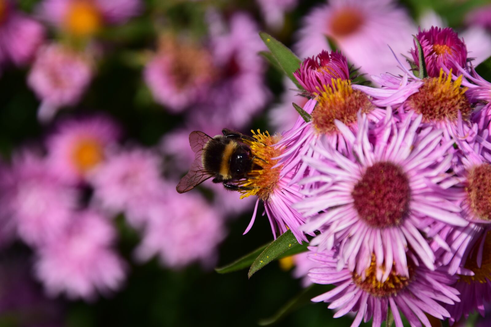 Nikon D3300 sample photo. Aster, hummel, blossom photography
