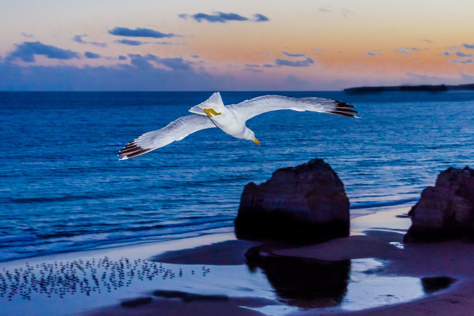 Nikon D7000 sample photo. Bird, sea, beach photography