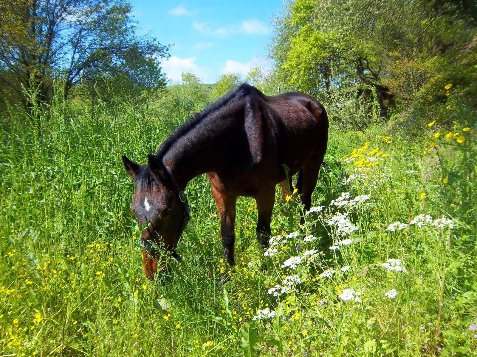 Kodak EasyShare M550 sample photo. Horse, mare, grass photography