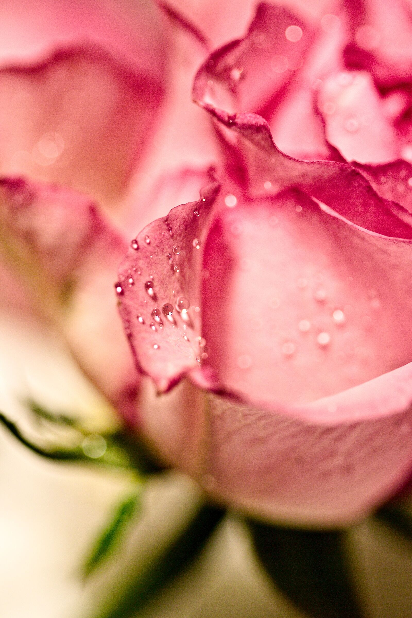 Canon EOS D60 sample photo. Rose, macro, rain photography